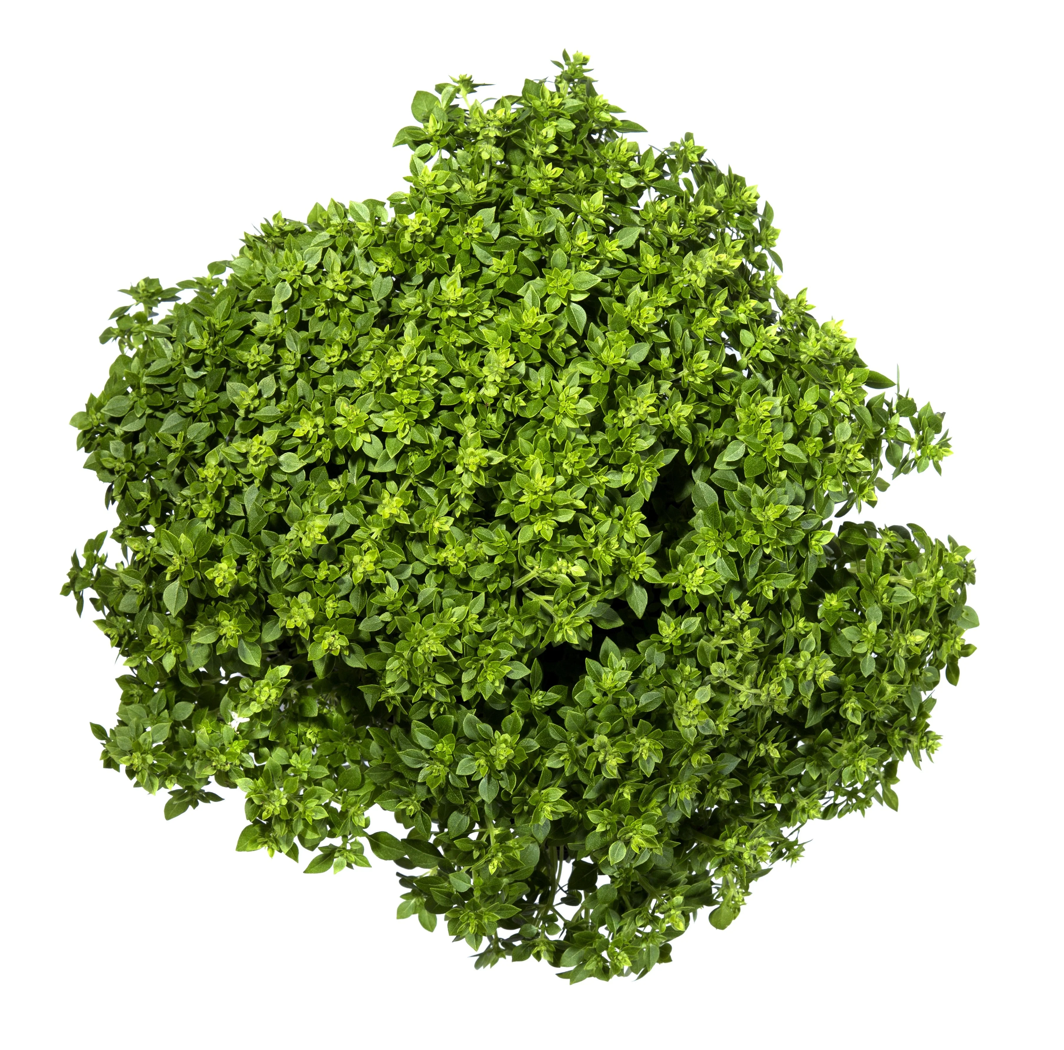 500 DWARF GREEK BASIL Ocimum Basilicum Fragrant Spicy Small Bright Green Leaf Herb Seeds - Image 7