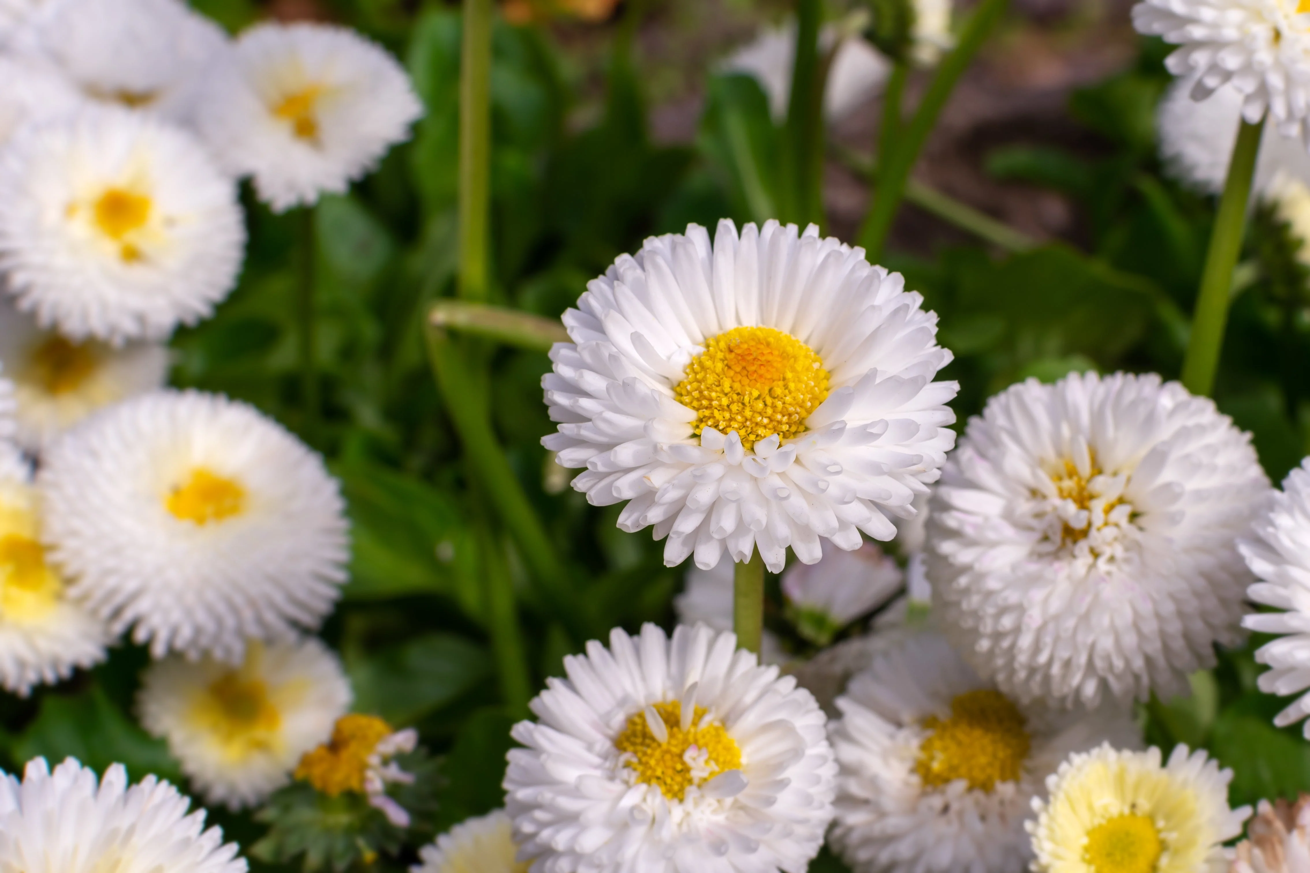 500 Dwarf WHITE ENGLISH DAISY Bellis Perennis Flower Seeds - Image 7