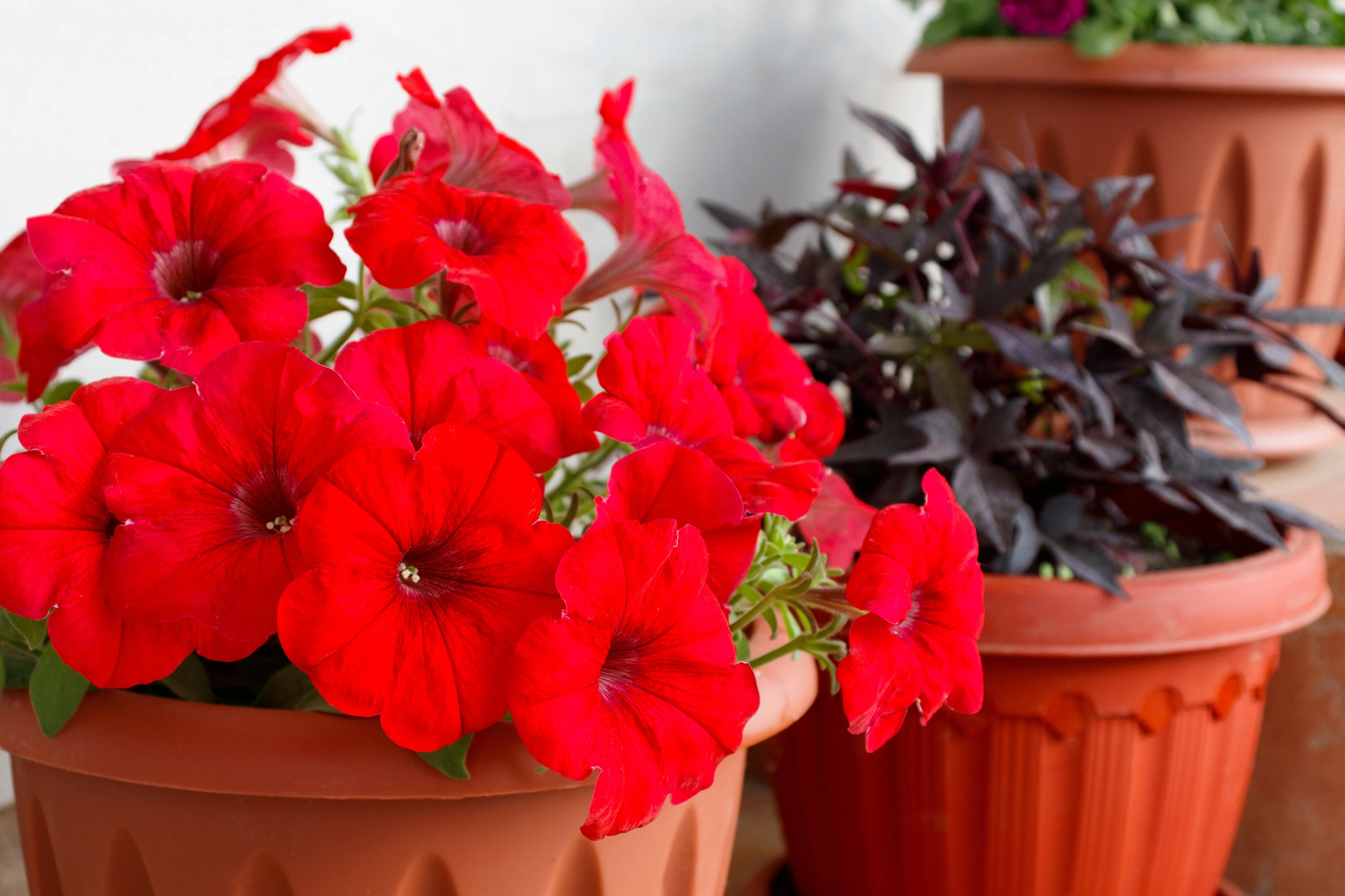 500 Fire Chief RED PETUNIA Nana Compacta Sun Annual AAS Winner Fragrant Hummingbird Flower Seeds - Image 4