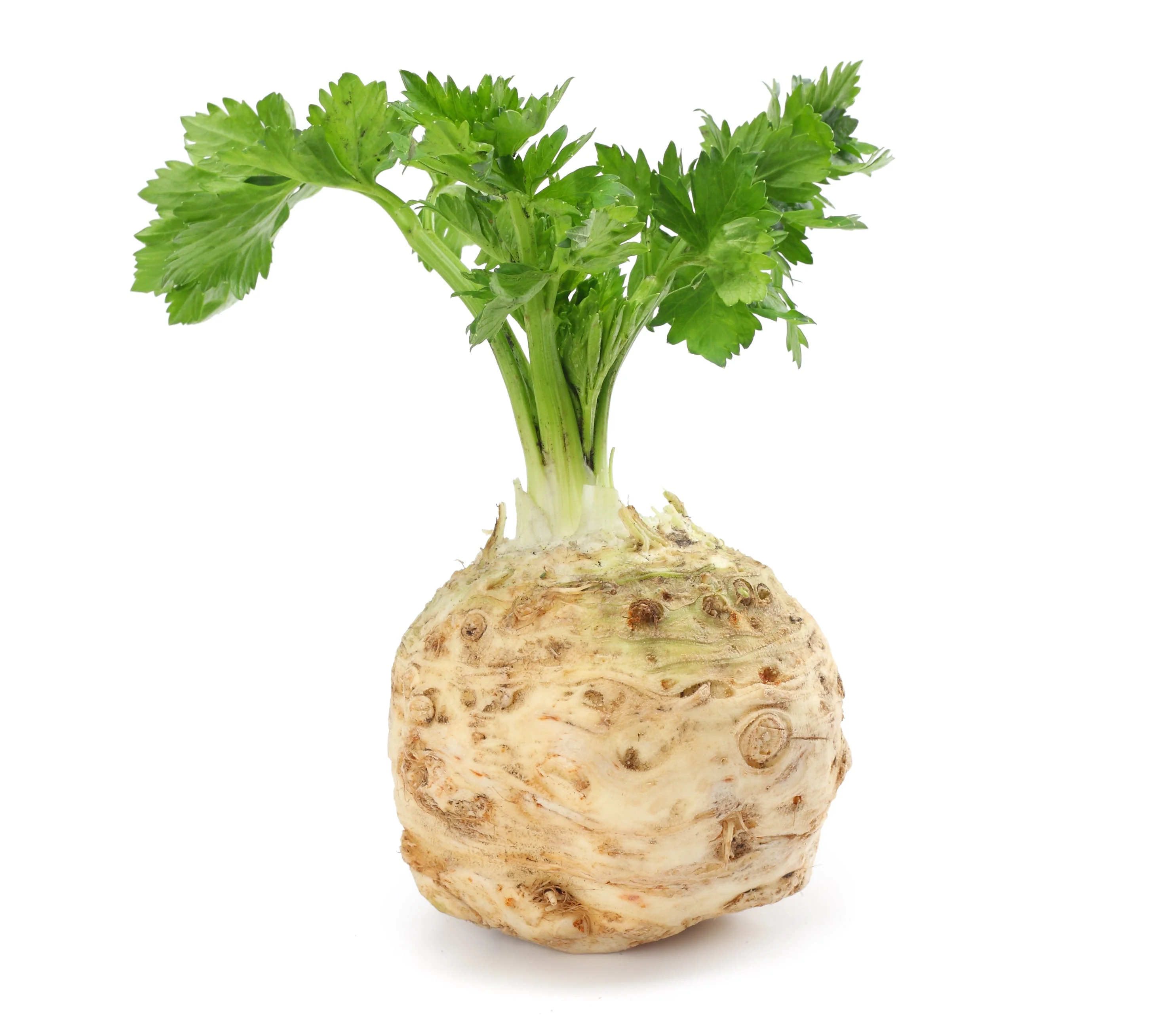 500 GIANT PRAGUE CELERIAC Apium Graveolens Celery Root Vegetable Seeds - Image 2