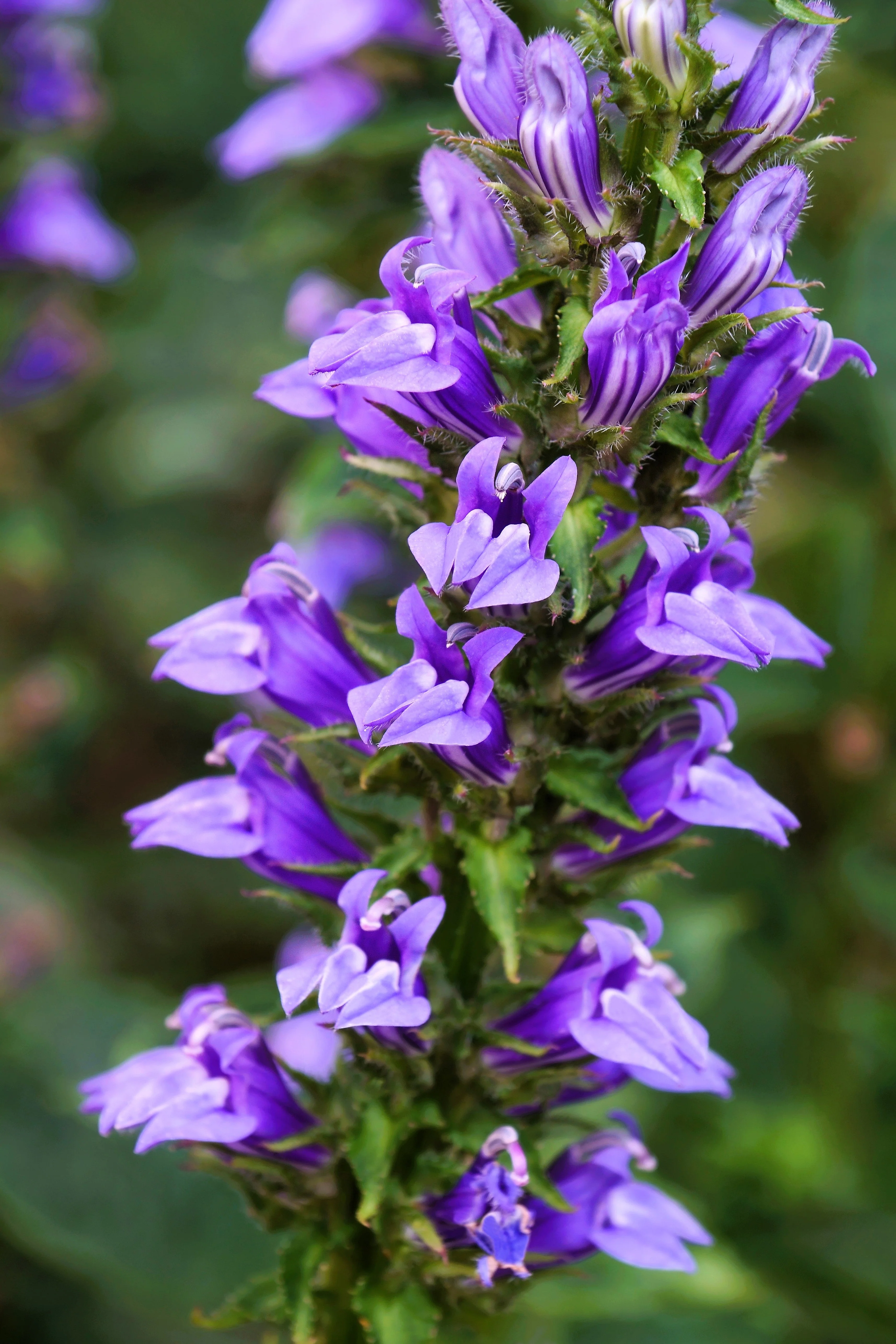 500 GREAT BLUE LOBELIA Lobelia Siphilitica Flower Seeds - Image 2