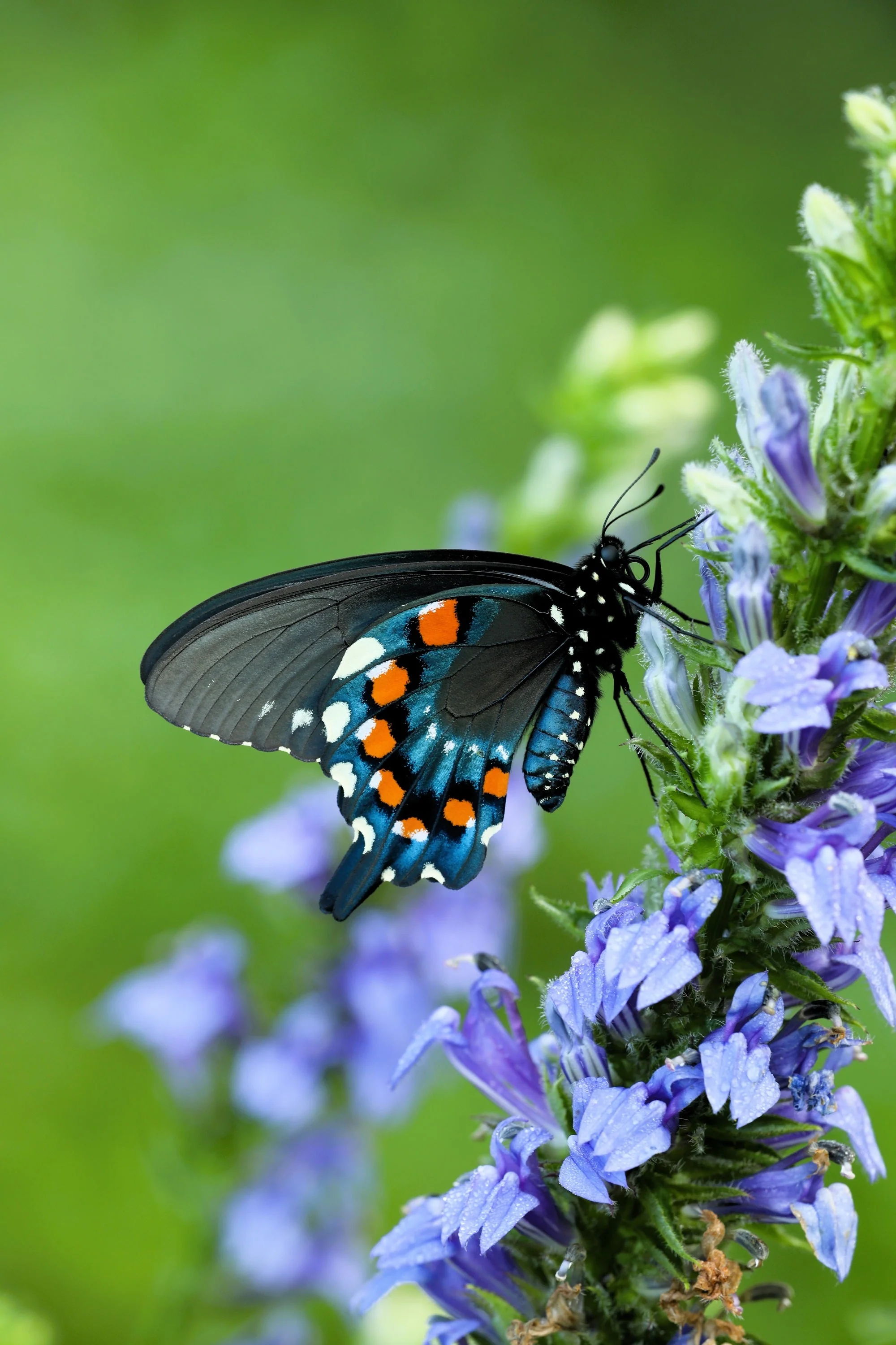500 GREAT BLUE LOBELIA Lobelia Siphilitica Flower Seeds - Image 7