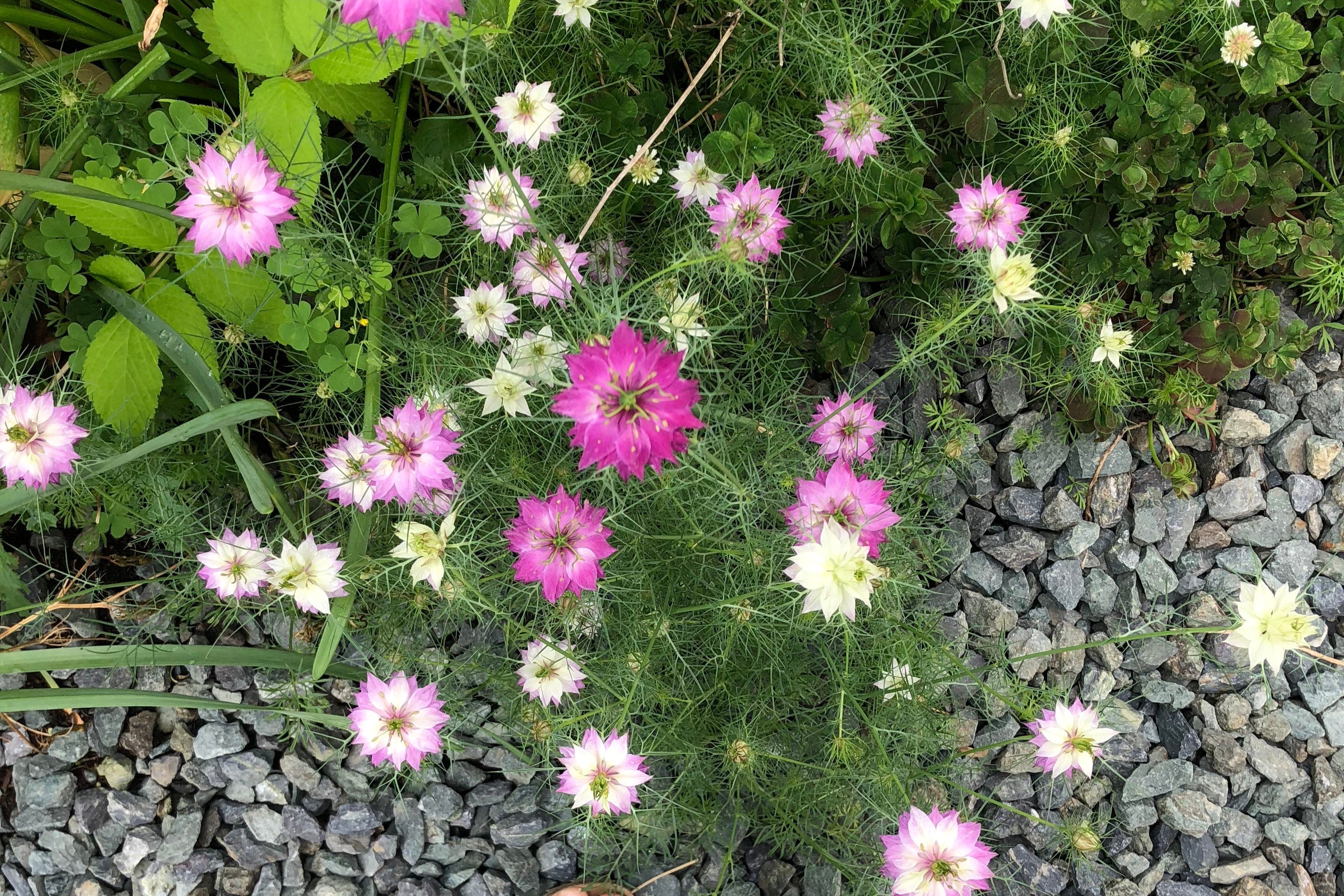 500 LOVE In A MIST PERSIAN Jewels Mixed Colors (Fennel Flower) Nigella Damascena Flower Seeds - Image 10