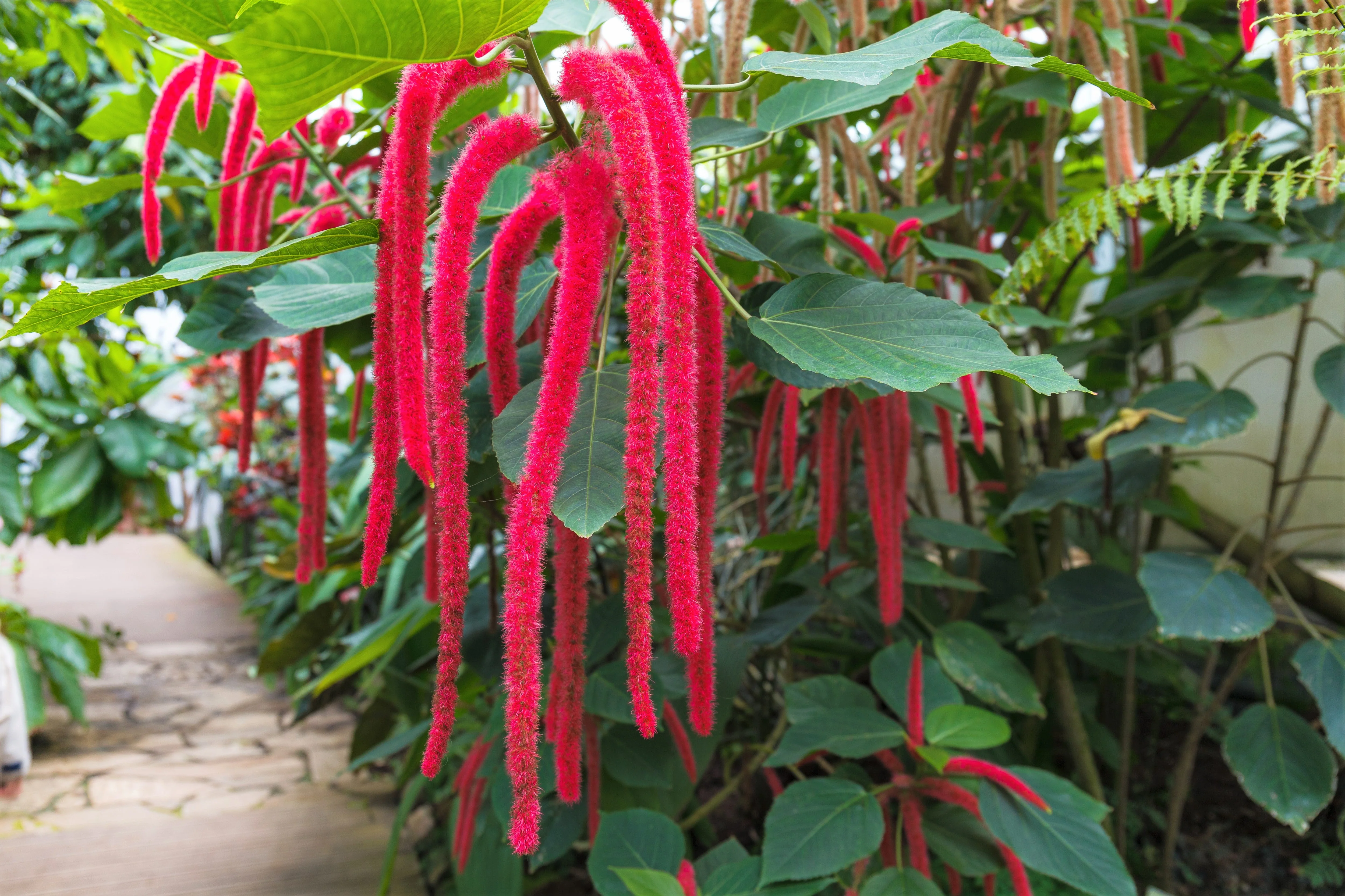 500 LOVE LIES BLEEDING Amaranthus Caudatus (Kiss Me Over The Garden Gate) Flower Seeds - Image 9