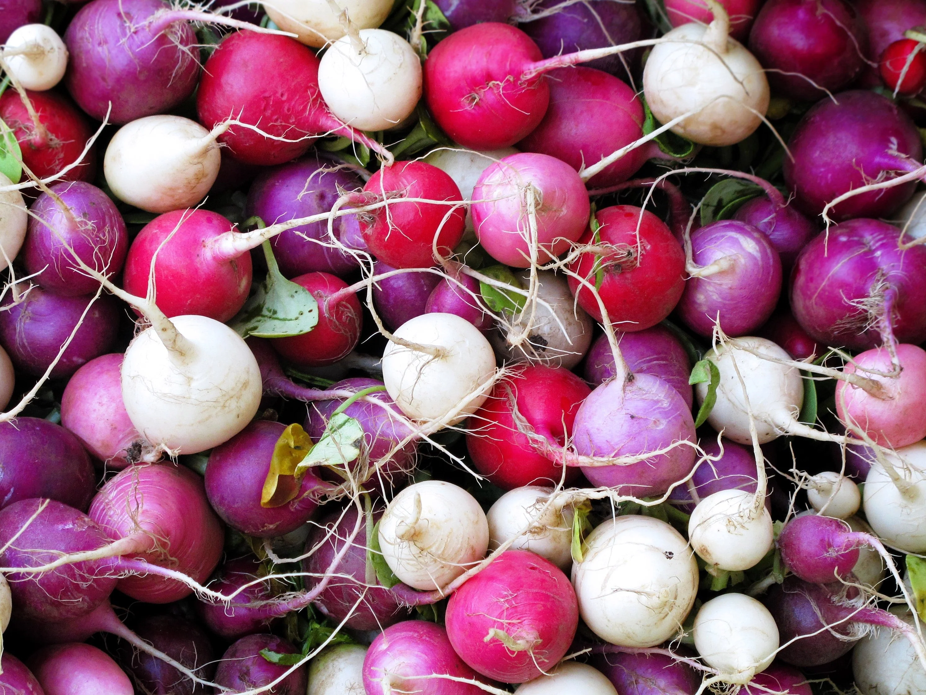 500 Mixed Colors EASTER EGG RADISH Raphanus Sativus Vegetable Seeds - Image 2