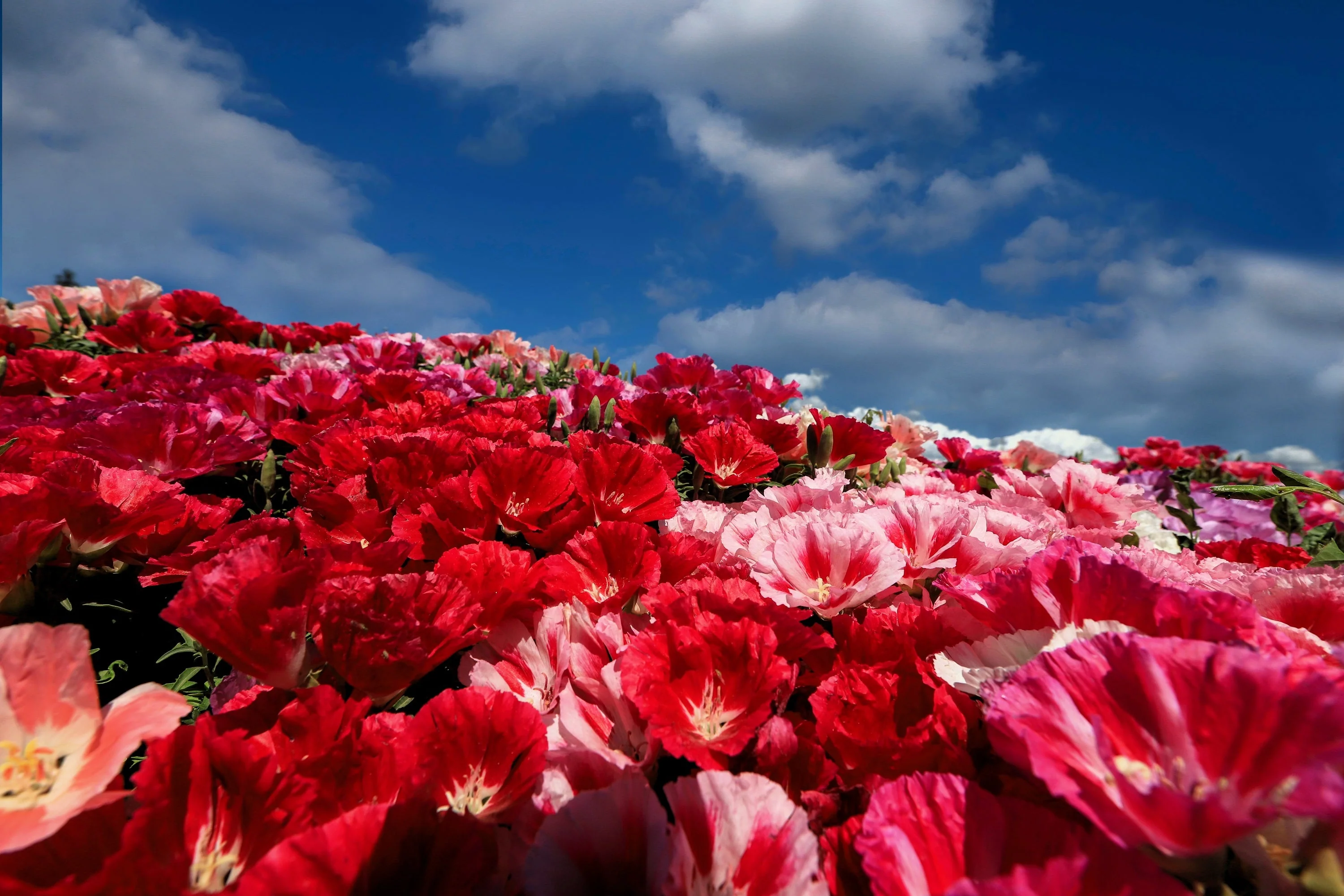 500 MIXED COLORS GODETIA Clarkia Amoena Flower Seeds - Image 7