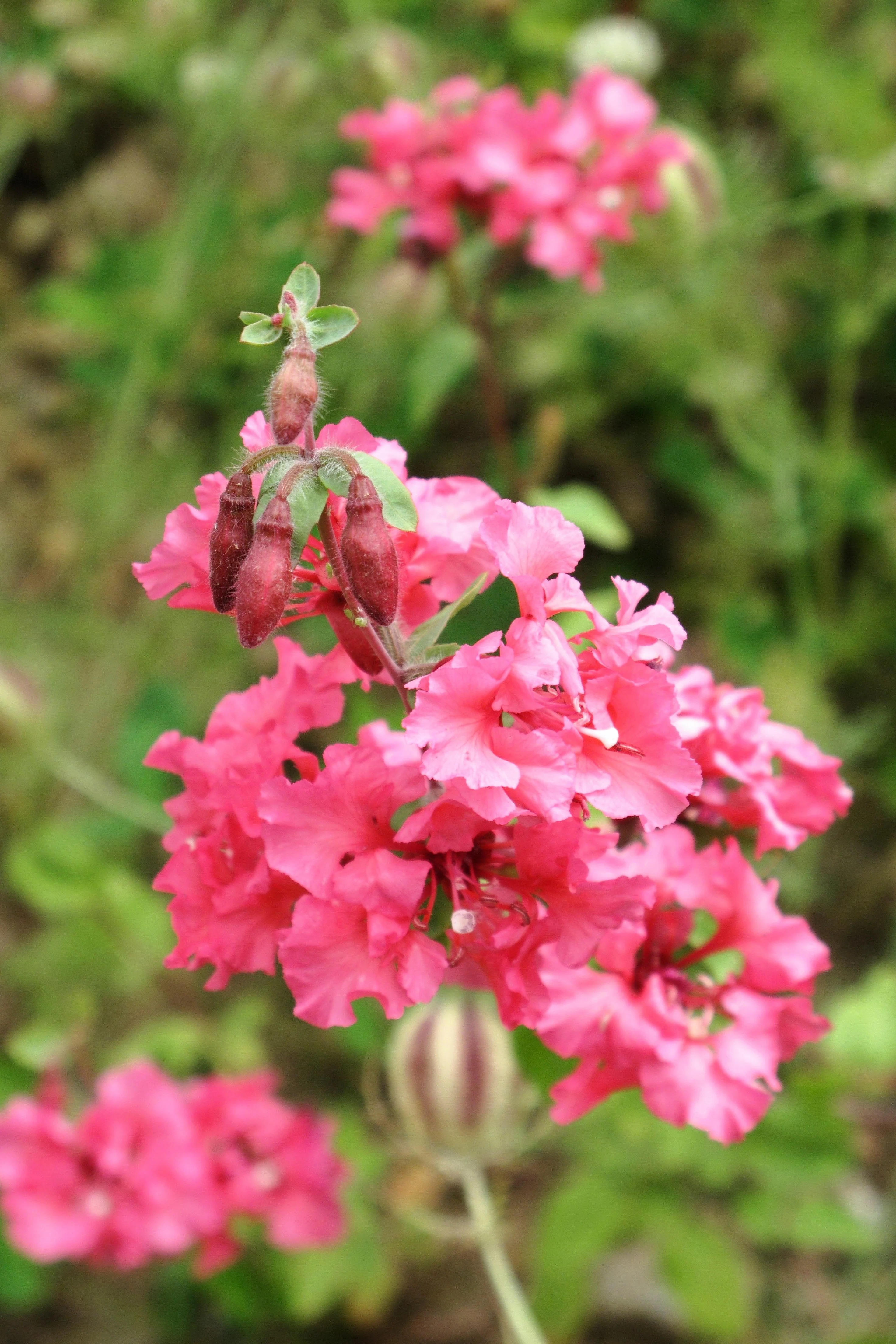 500 MIXED ELEGANT CLARKIA Mountain Garland Elegans Pink Purple Red Mix Flower Seeds - Image 2