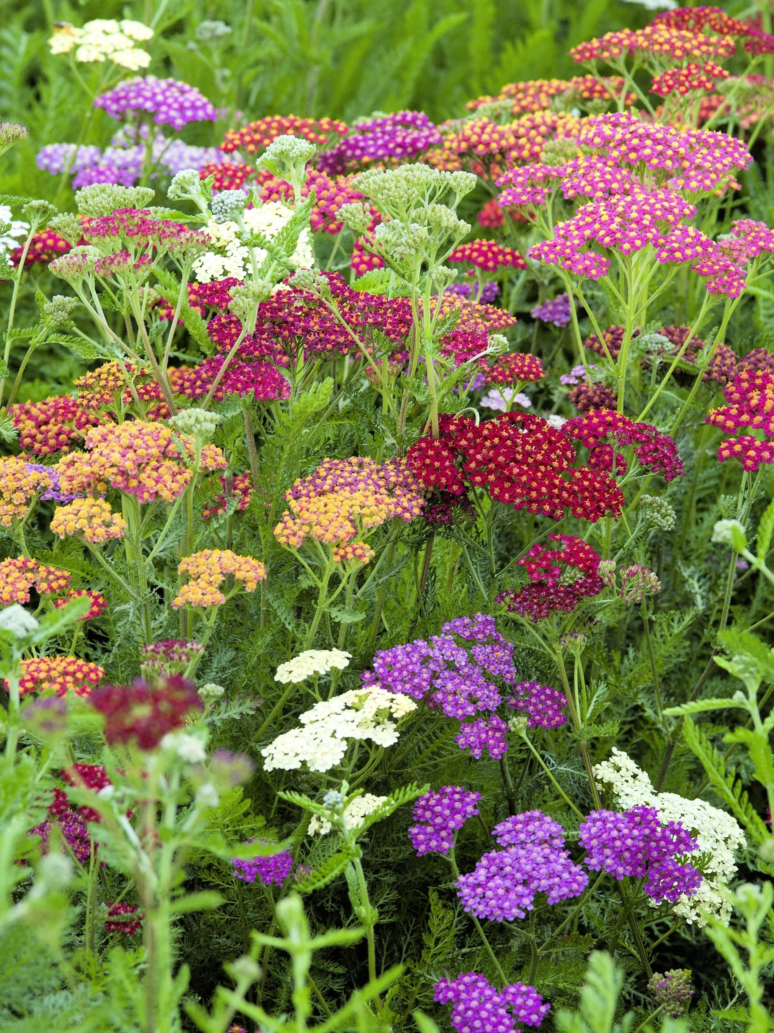 500 MIXED SUMMER YARROW Achillea Millefolium Red Pink White Gold Peach Herb Flower Seeds - Image 5