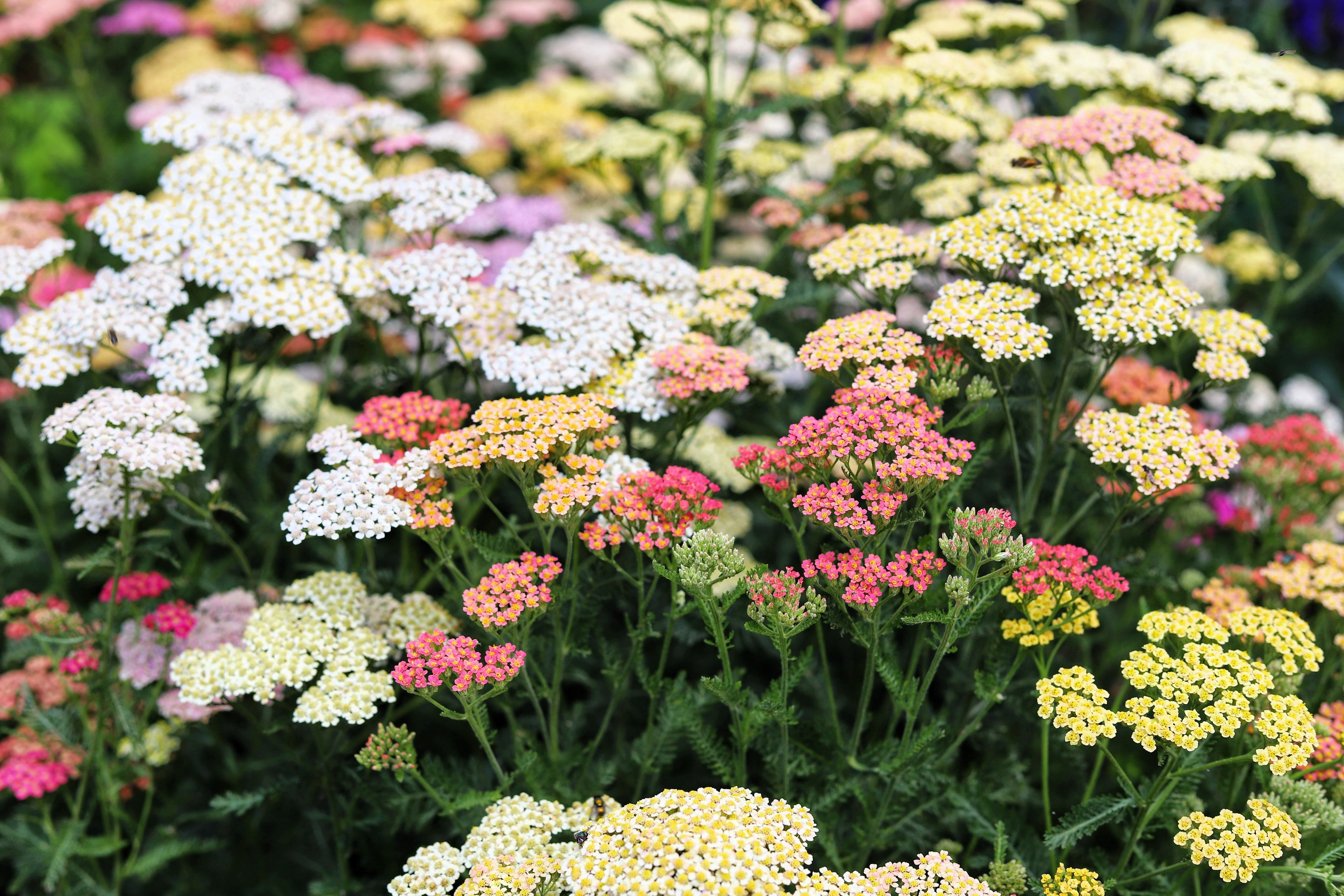 500 MIXED SUMMER YARROW Achillea Millefolium Red Pink White Gold Peach Herb Flower Seeds - Image 7