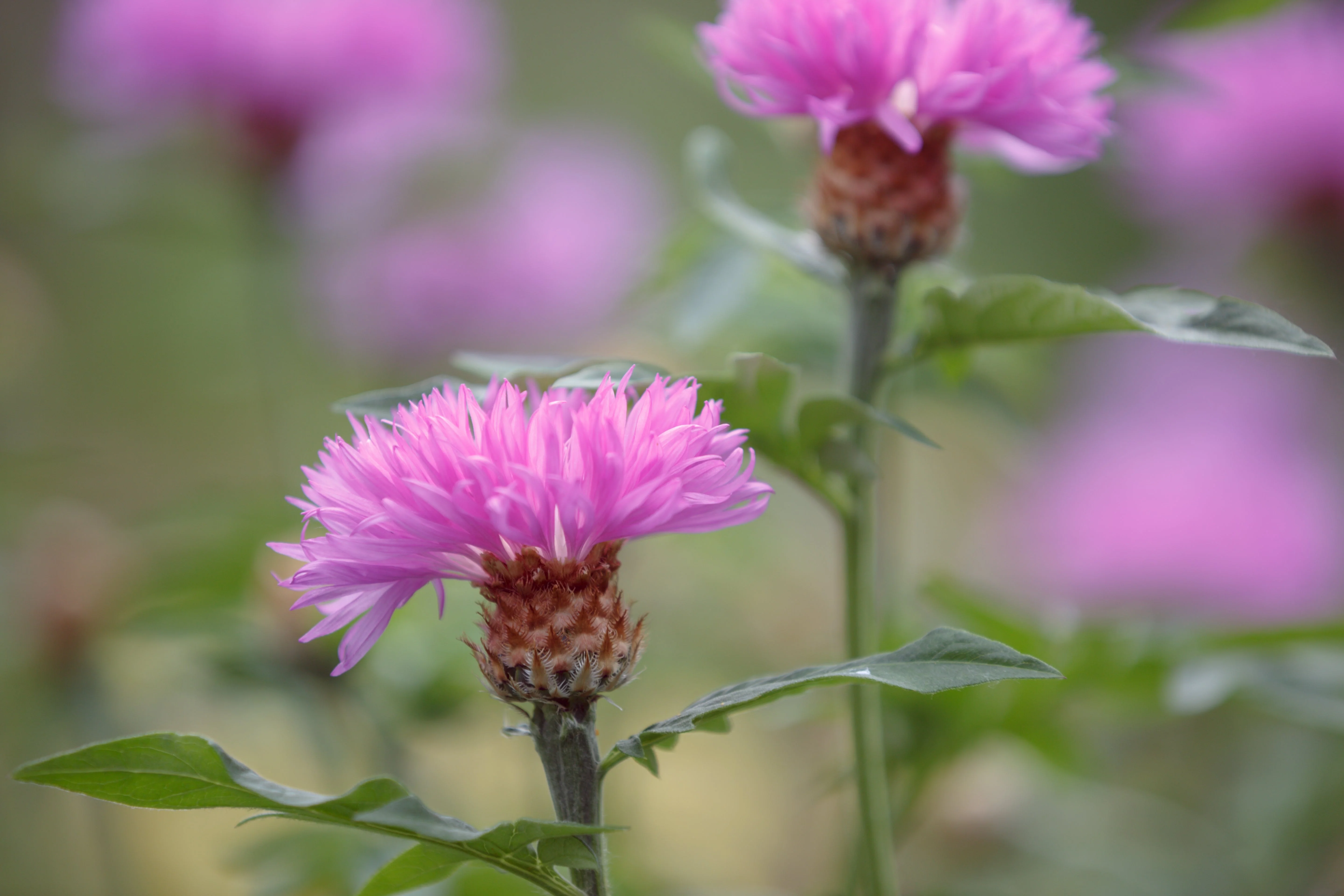 500 MIXED SWEET SULTAN Imperialis Mix Amberboa Moschata Centaurea Flower Seeds - Pink, Rose, Lilac, Purple, Mauve, White, & Yellow - Image 11