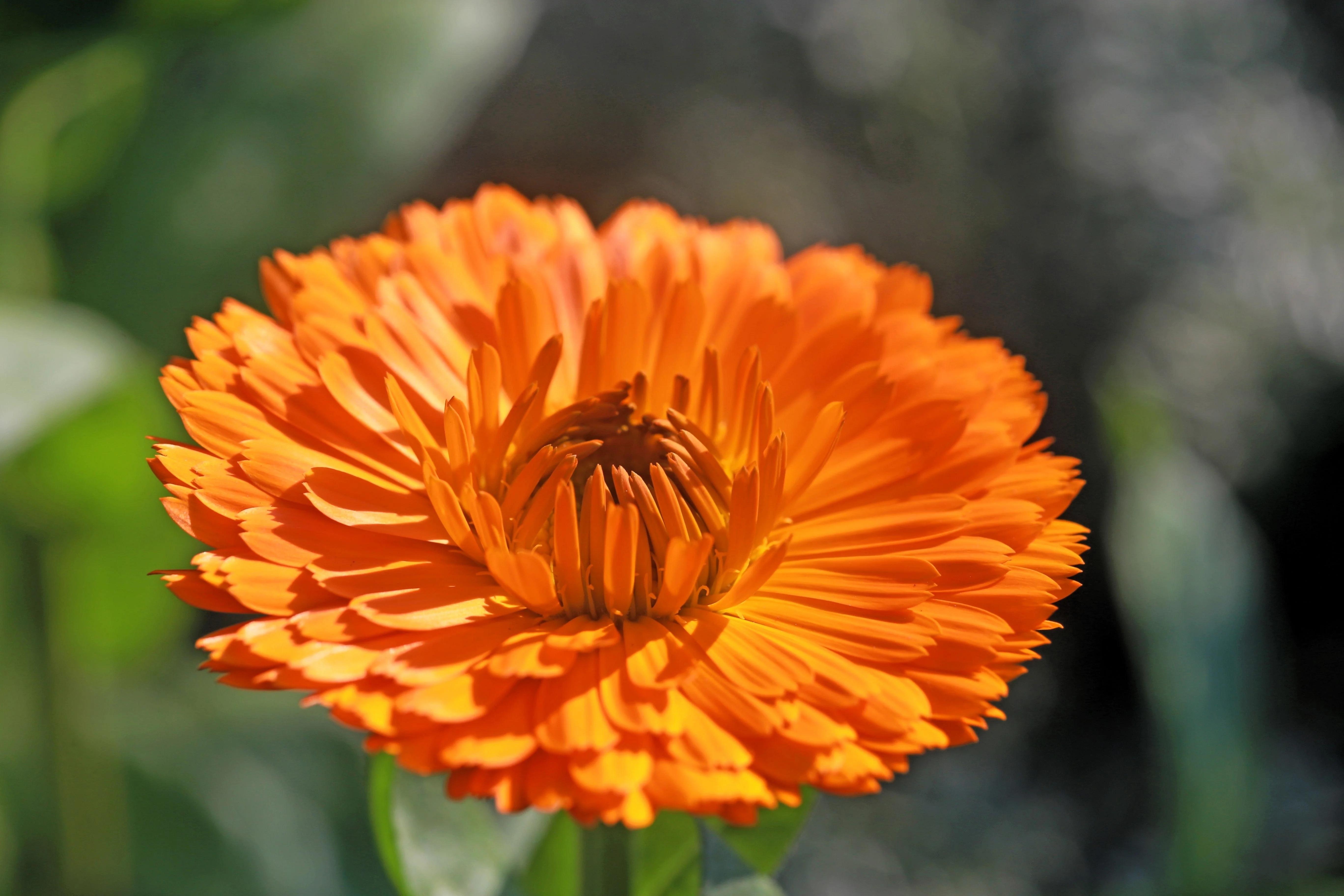 500 PACIFIC Beauty ORANGE MARIGOLD Calendula Officinalis Flower Seeds - Image 5