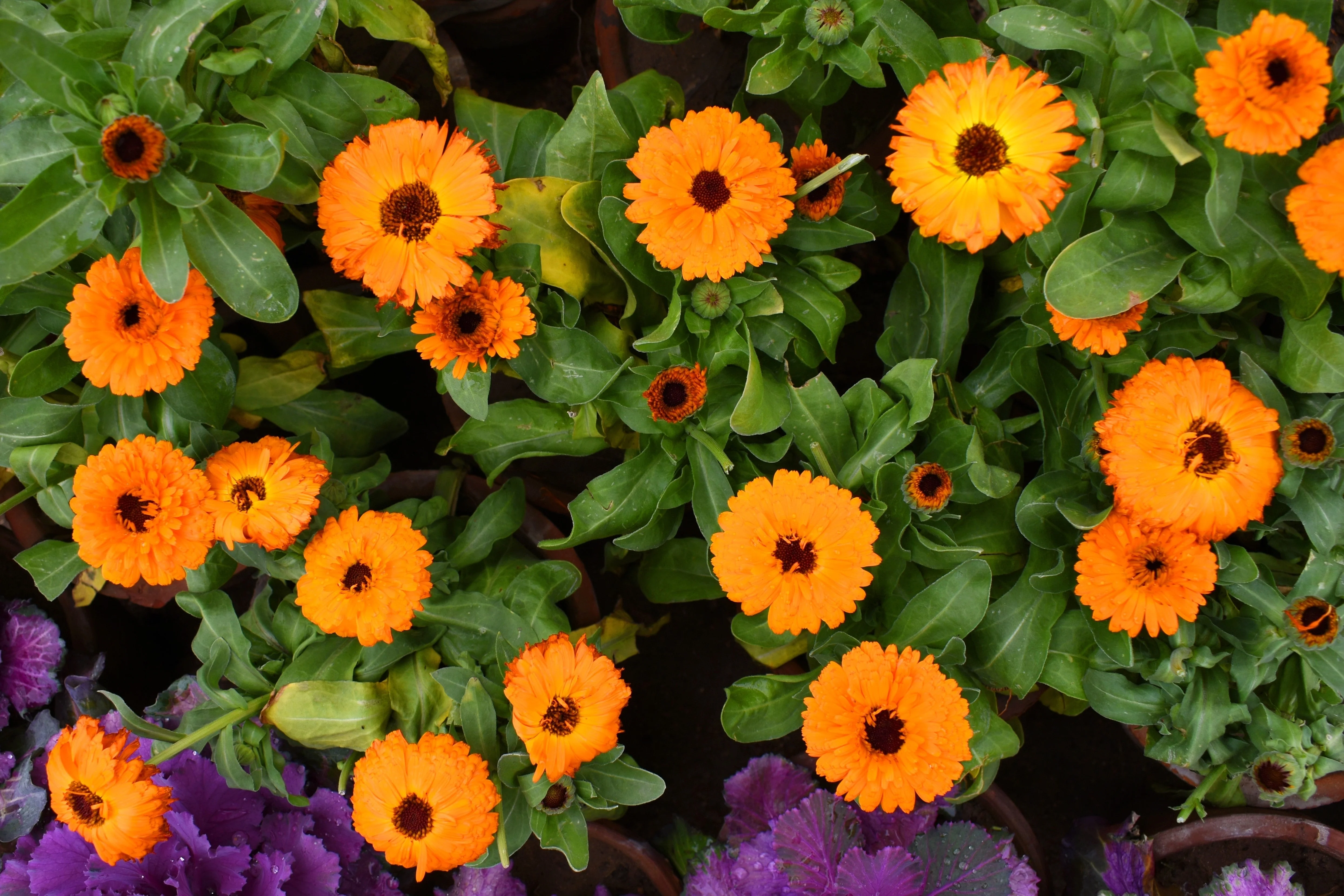 500 PACIFIC Beauty ORANGE MARIGOLD Calendula Officinalis Flower Seeds - Image 8