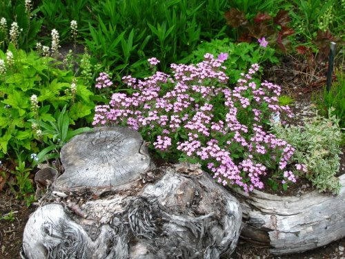 500 PINK ROCK SOAPWORT Saponaria Ocymoides Flower Seeds - Image 2