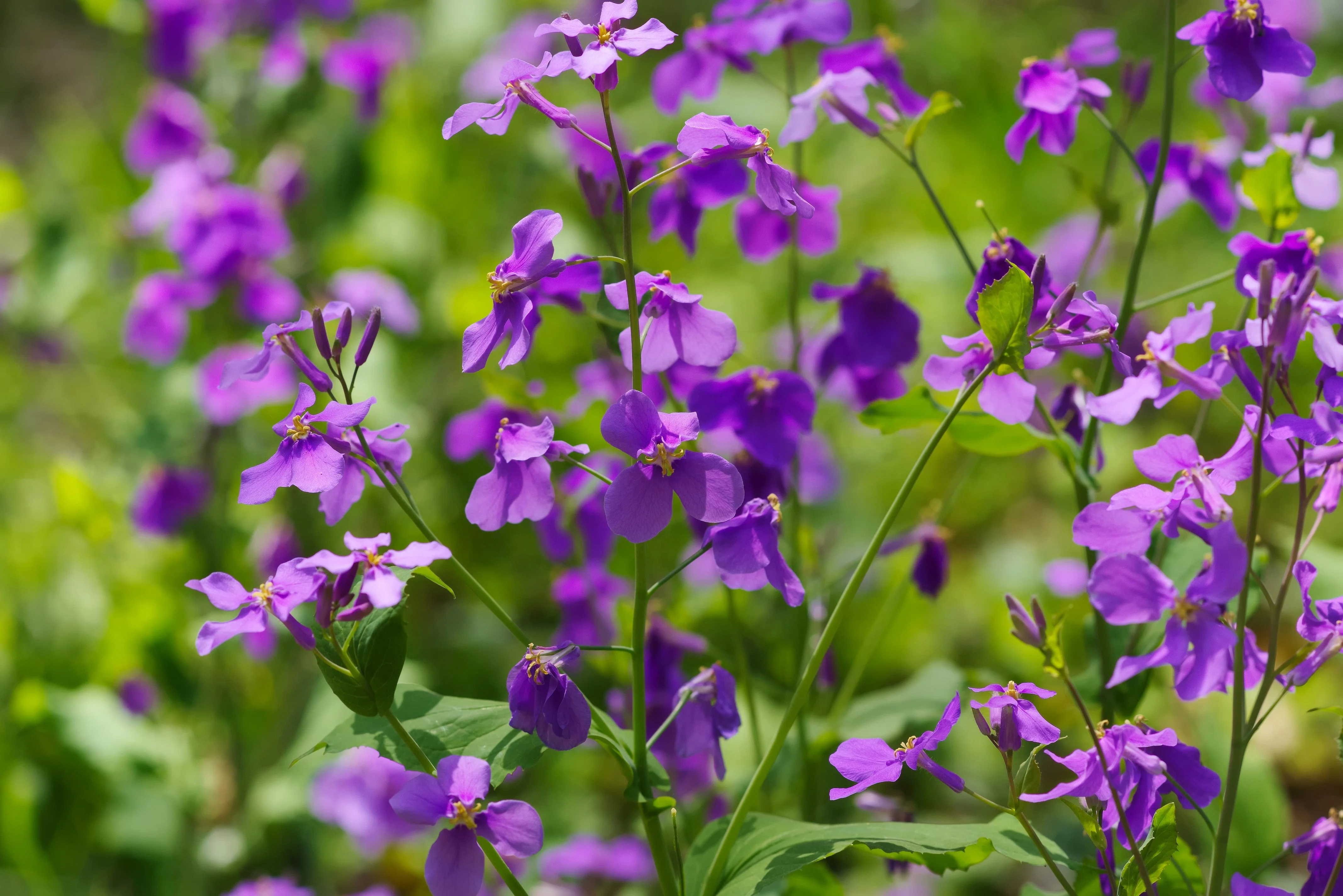 500 Purple FEBRUARY ORCHID Violet Cress Orychophragmus Violaceus 2" Flower Edible Vegetable Seeds - Image 11
