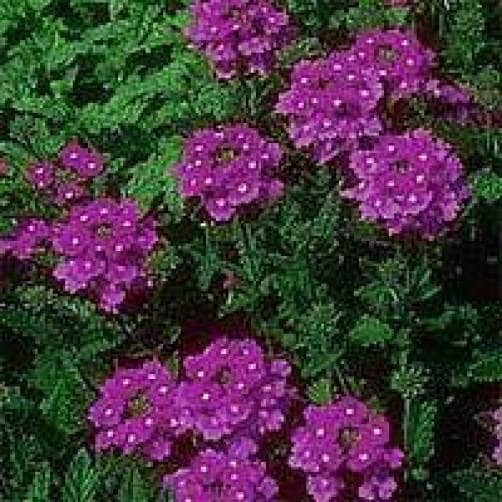 500 Purple HARDY MOSS VERBENA Tenuisecta Fragrant Flower Seeds