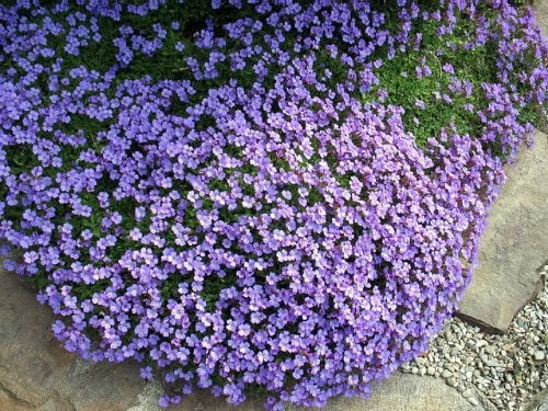 500 PURPLE ROCKCRESS Rock Cress Aubrieta Deltoidea Flower Seeds - Image 5
