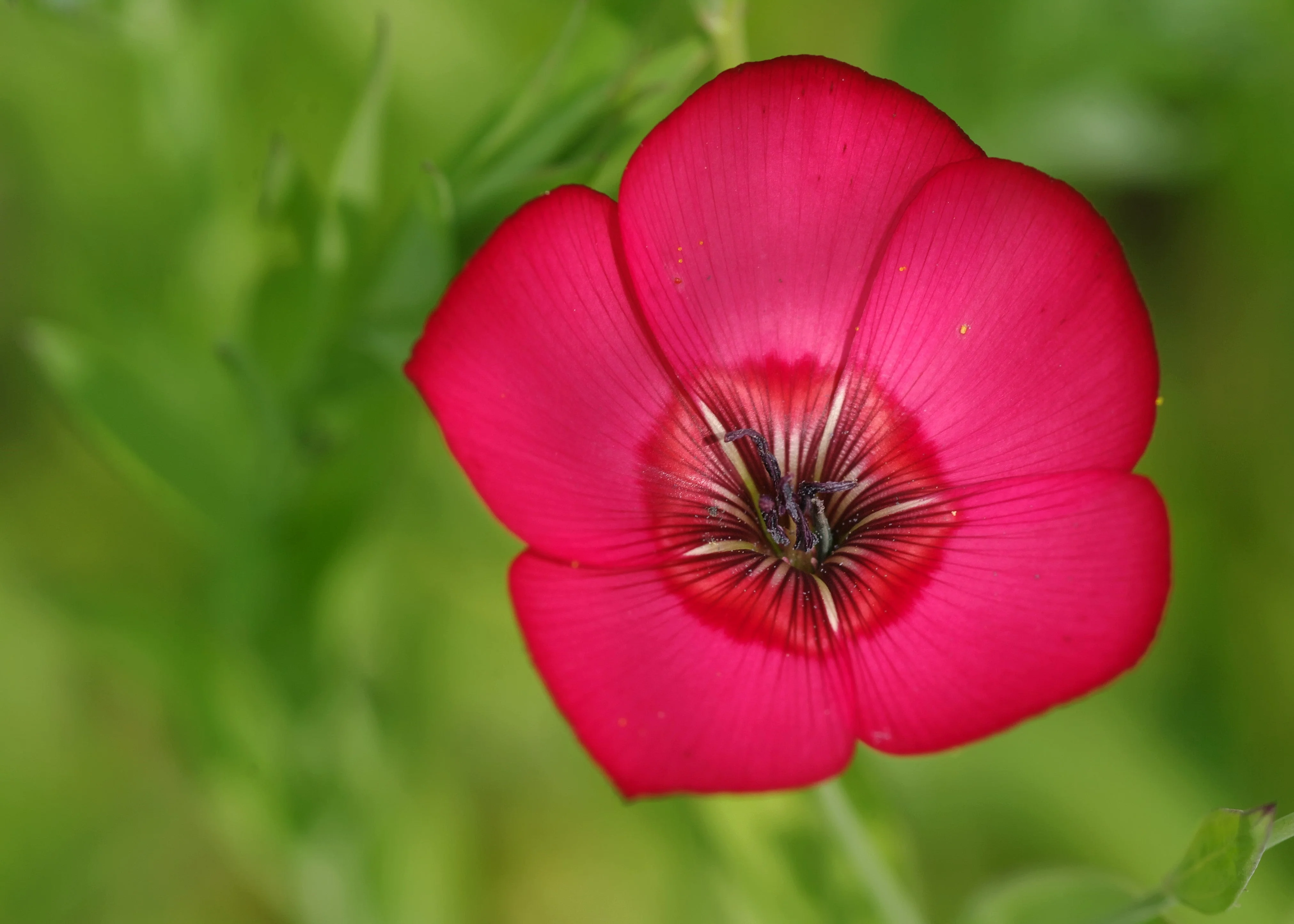 500 Red SCARLET FLAX Linum Grandiflorum Rubrum Flower Seeds - Image 11