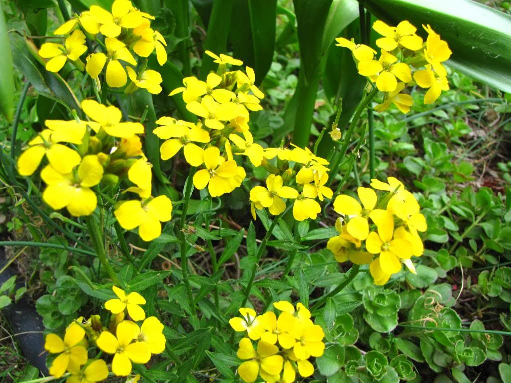 500 SIBERIAN WALLFLOWER Erysimum Cheiranthus Allionii Flower Seeds