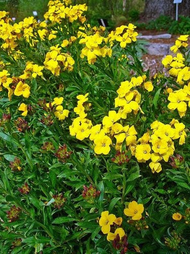 500 SIBERIAN WALLFLOWER Erysimum Cheiranthus Allionii Flower Seeds - Image 4