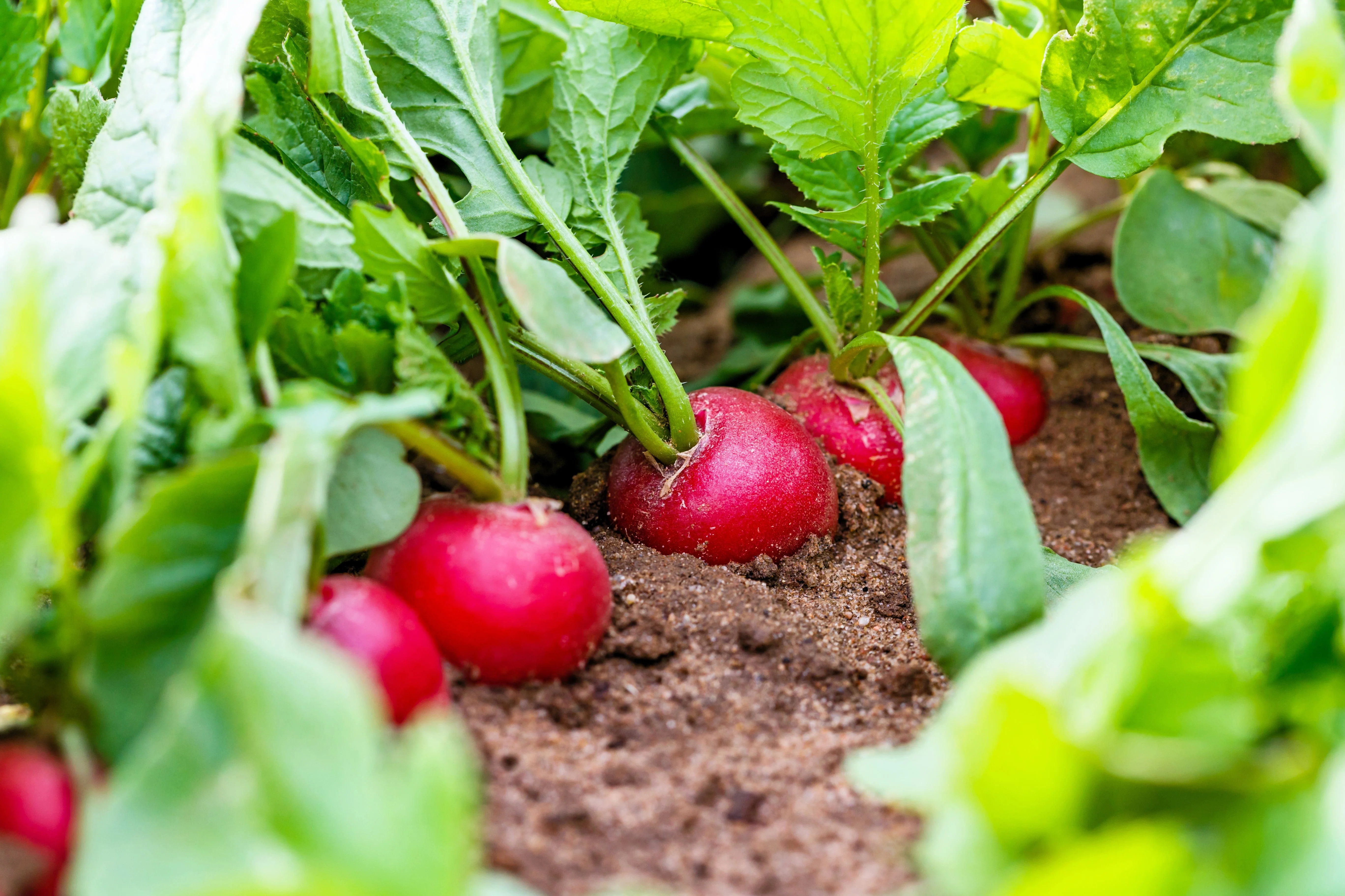 500 SPARKLER WHITE Tip RADISH Sweet European Red Raphanus Sativus Vegetable Seed - Image 5