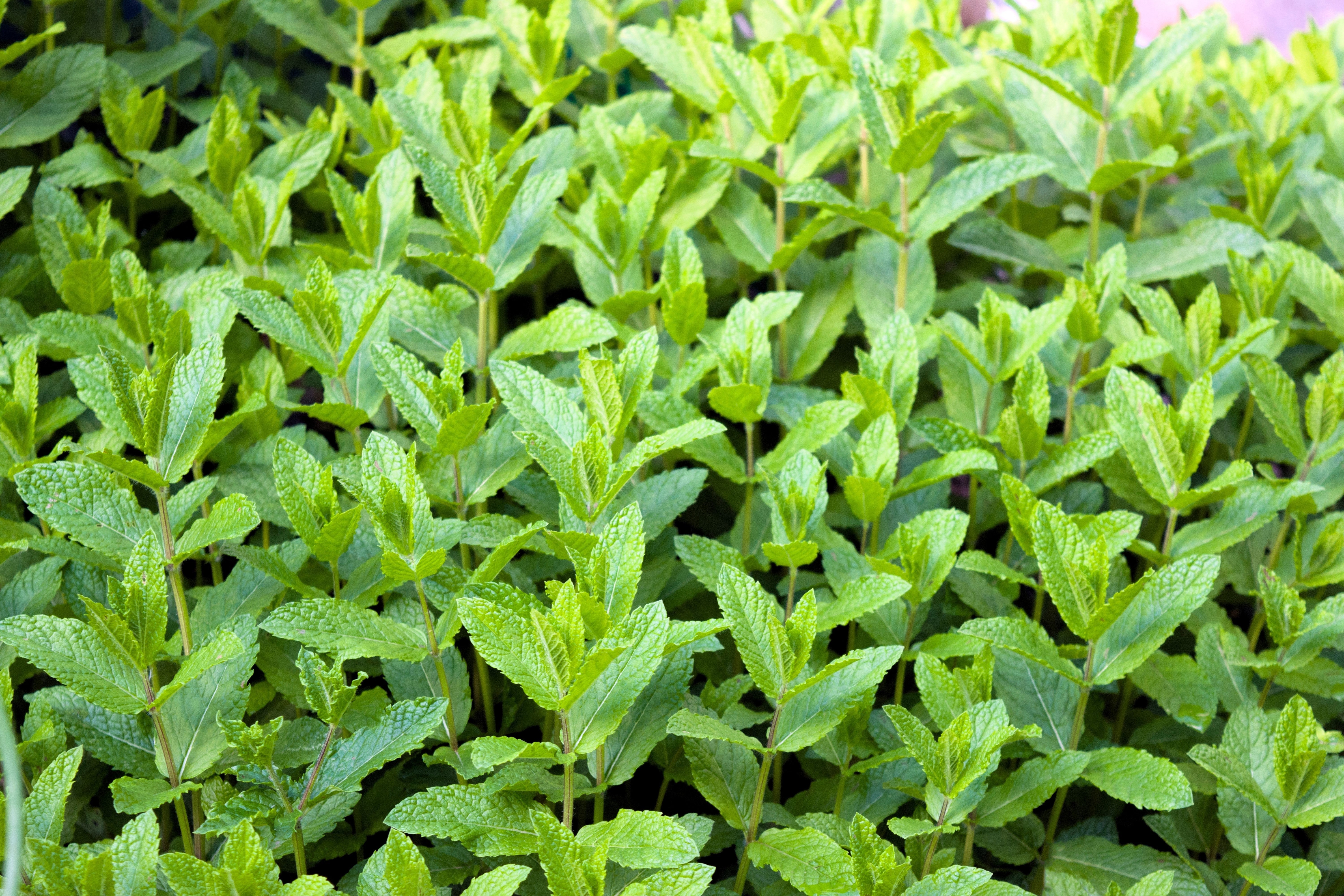 500 SPEARMINT (English Mint) Mentha Spicata Herb Flower Seeds - Image 2