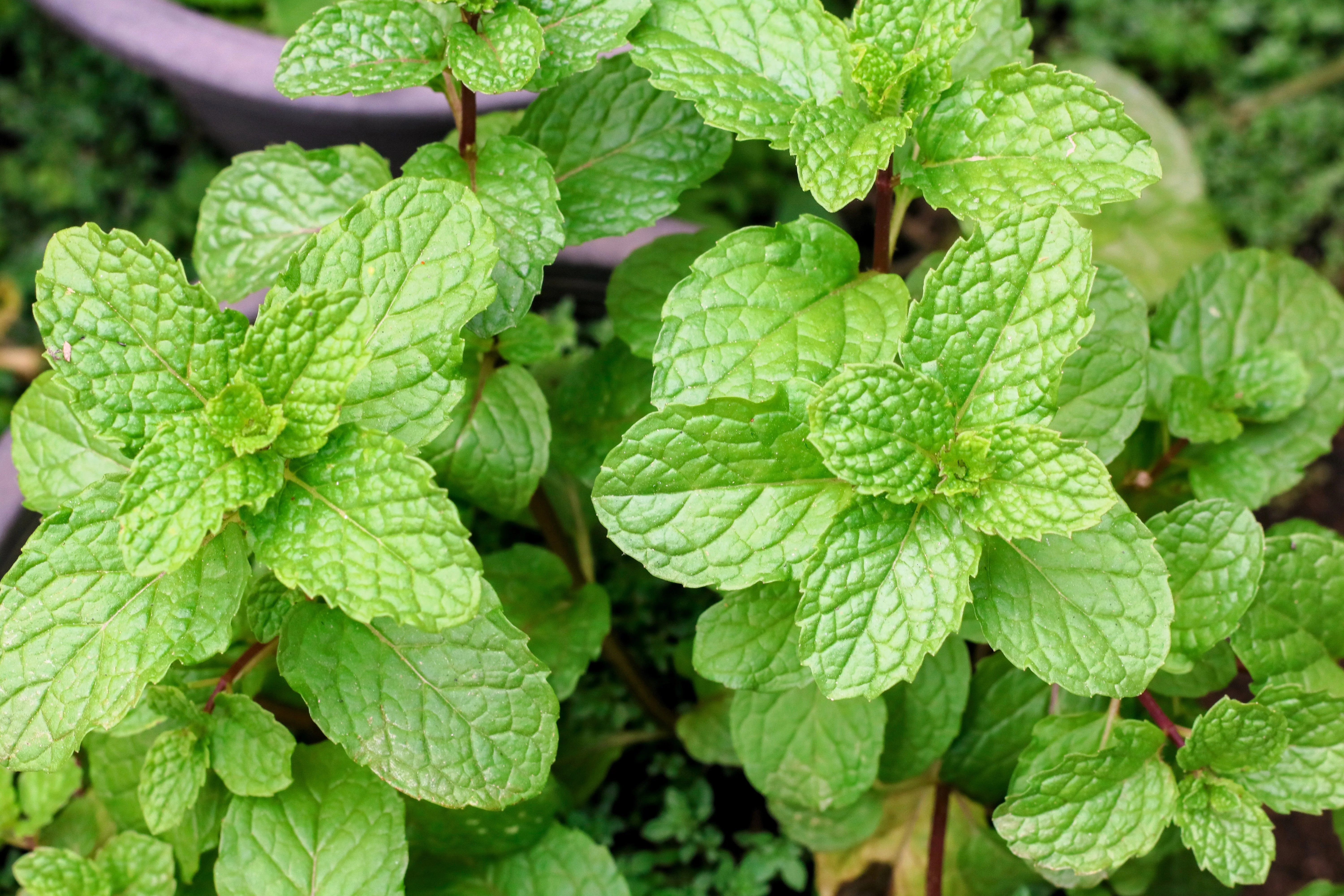 500 SPEARMINT (English Mint) Mentha Spicata Herb Flower Seeds - Image 3