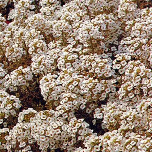 500 Sweet ALYSSUM PASTEL CARPET Mix Lobularia Maritima Flower Seeds - Image 2