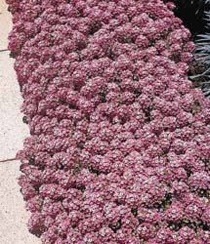 500 Sweet ALYSSUM PASTEL CARPET Mix Lobularia Maritima Flower Seeds - Image 3