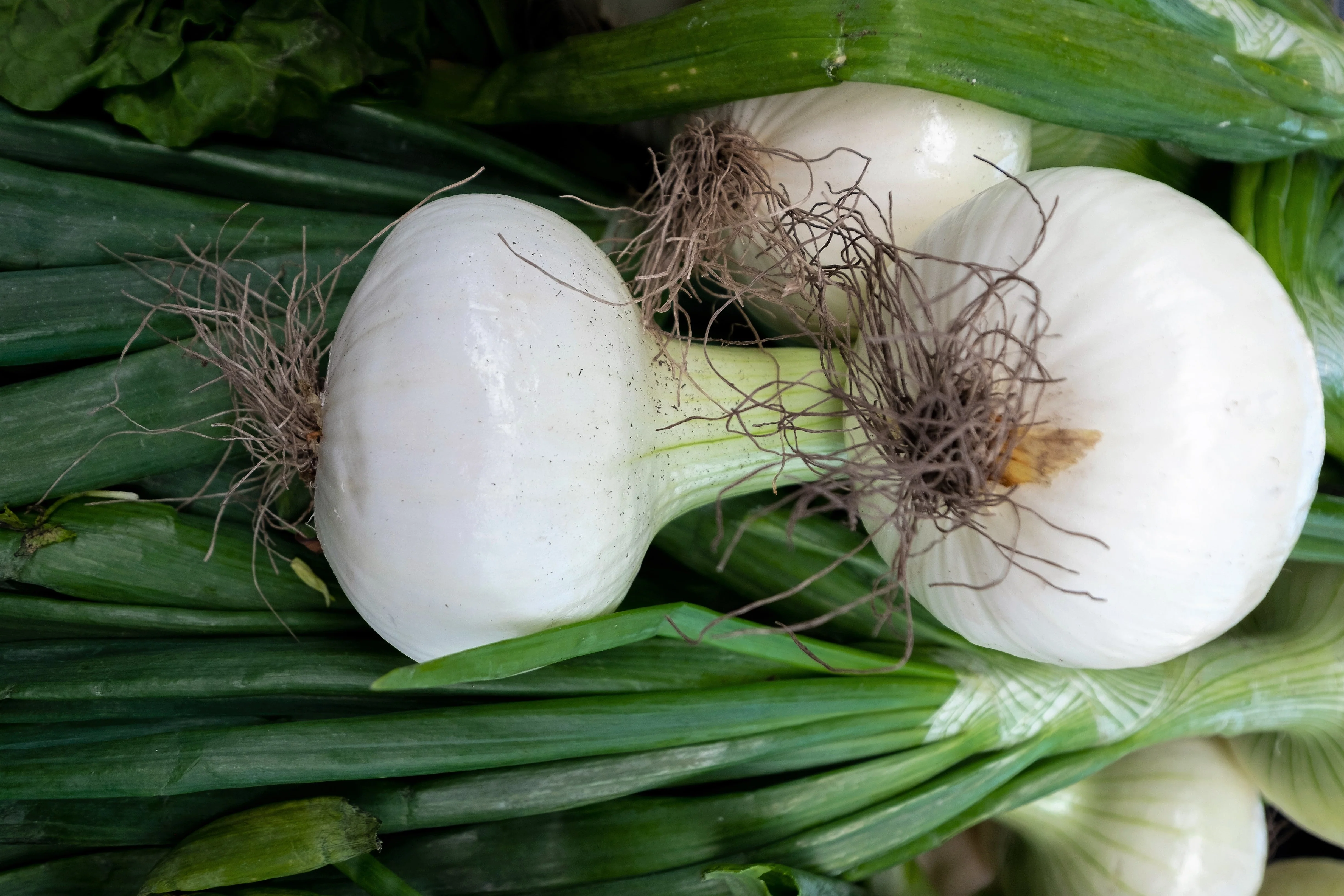 500 Sweet WHITE SPANISH ONION Allium Cepa Vegetable Seeds - Image 6