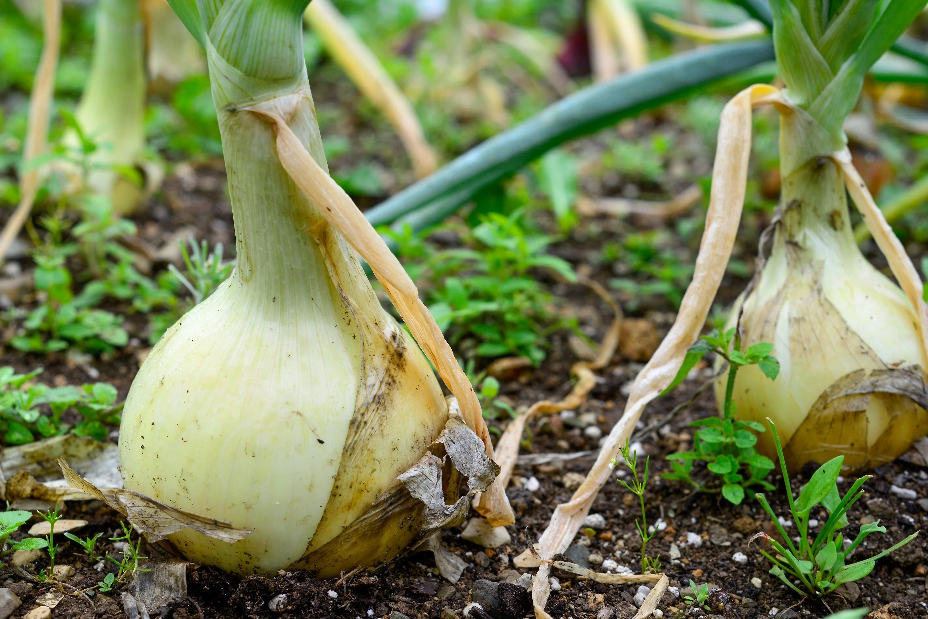 500 Sweet WHITE SPANISH ONION Allium Cepa Vegetable Seeds - Image 8