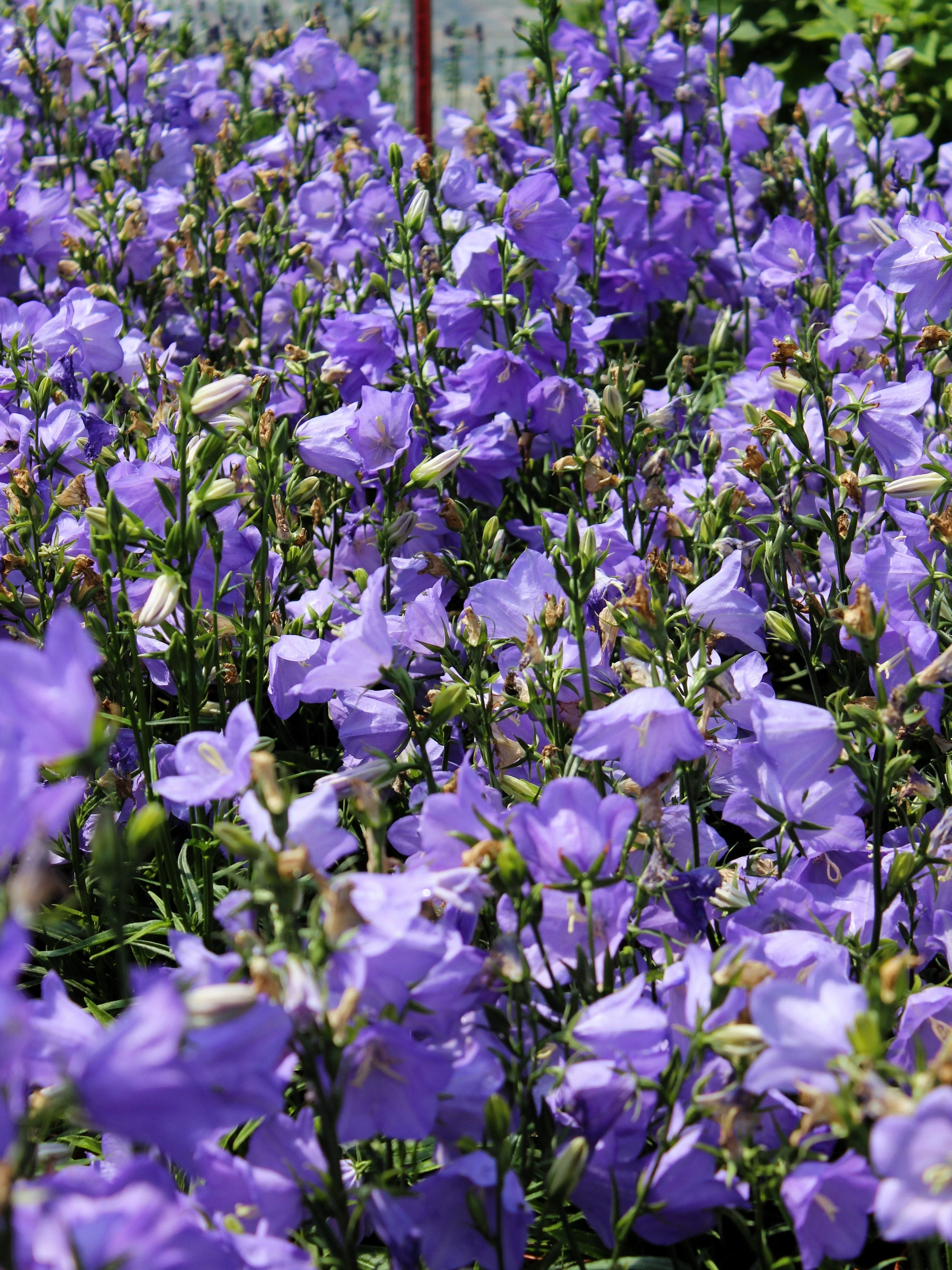 500 TELHAM BEAUTY BELLFLOWER Blue Peach Leaved Campanula Persicifolia Flower Seeds - Image 4