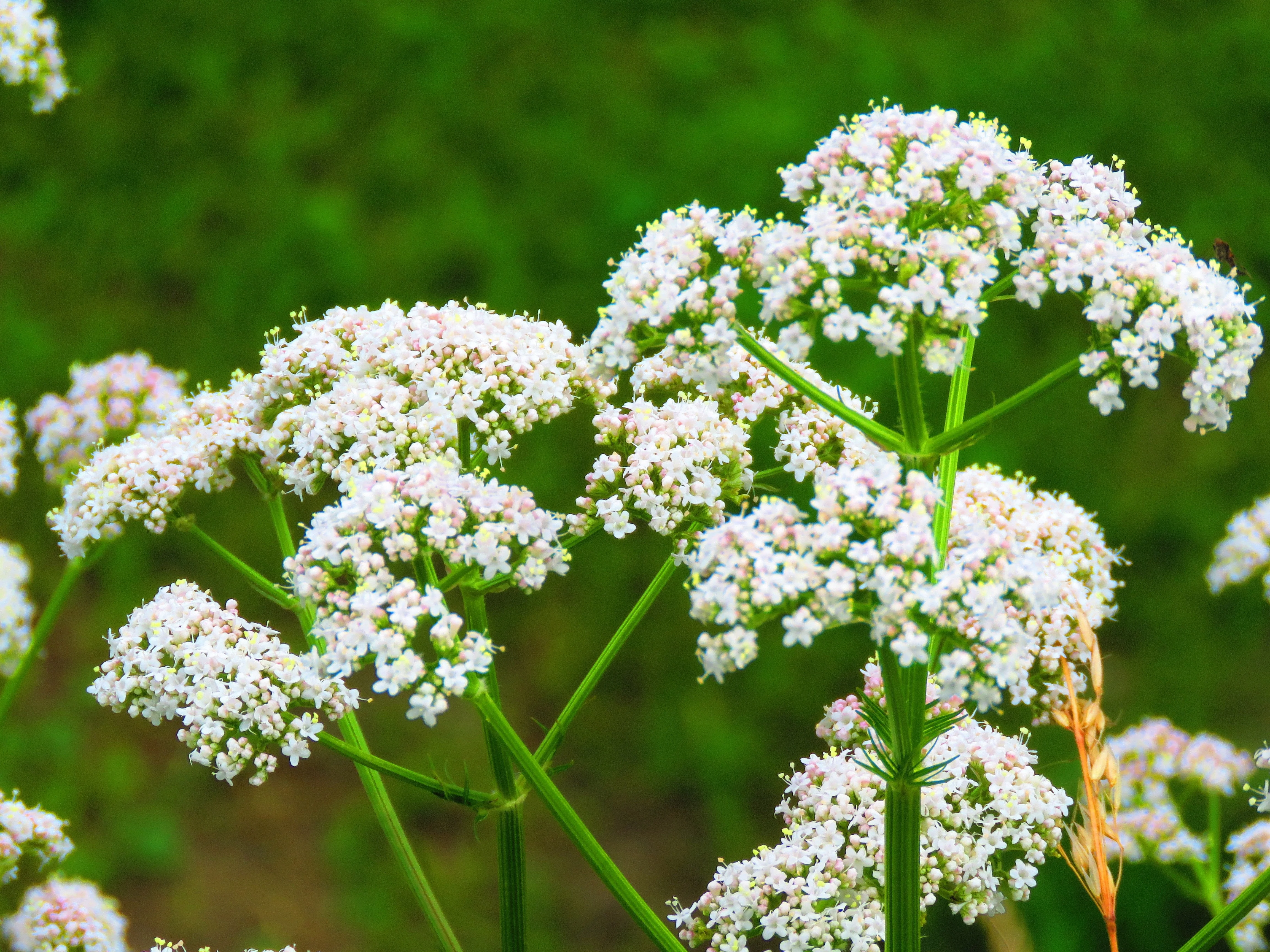 500 WHITE ANISE Pimpinella Anisum HERB Flower Seeds - Image 2