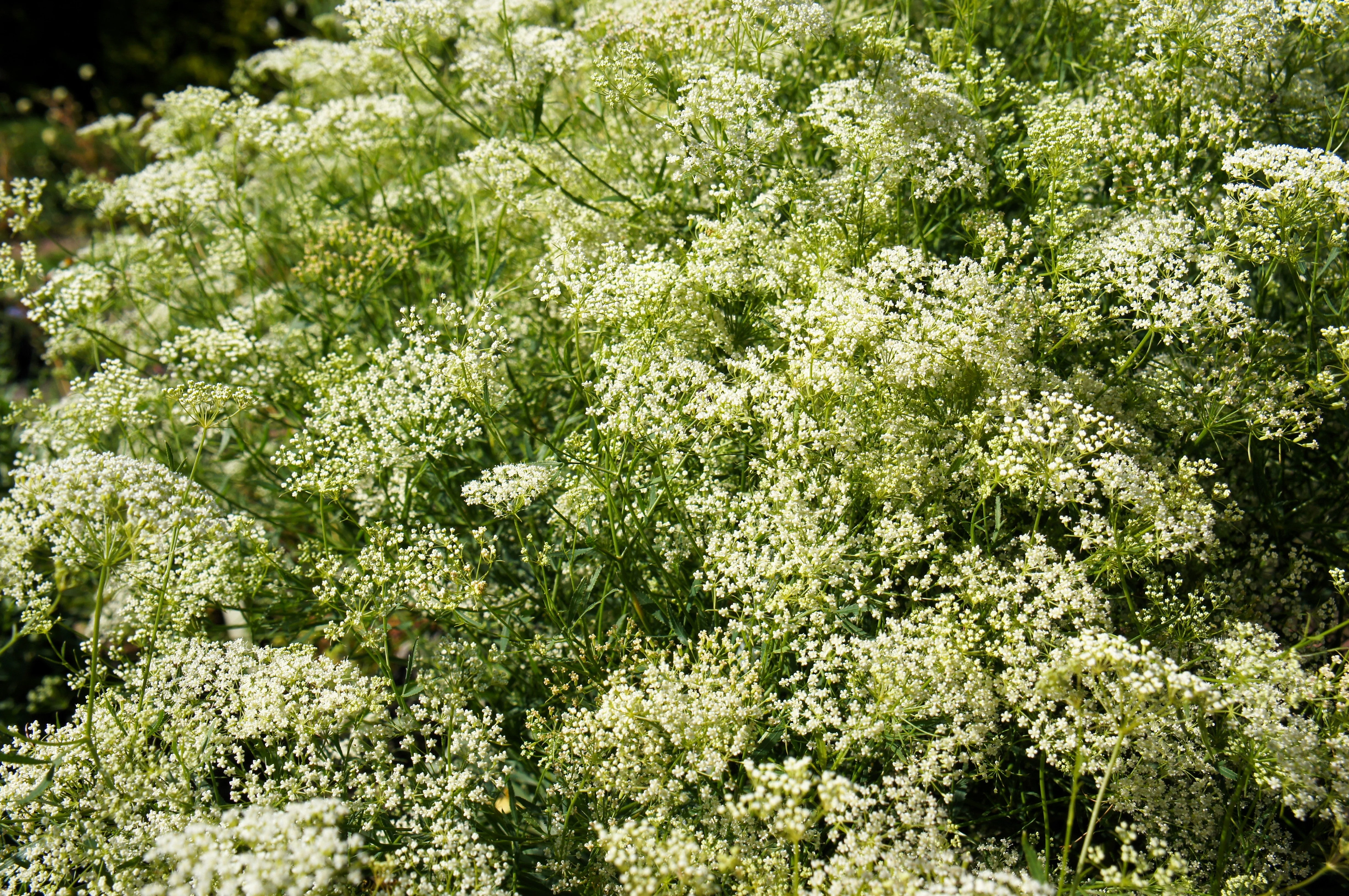 500 WHITE ANISE Pimpinella Anisum HERB Flower Seeds - Image 5