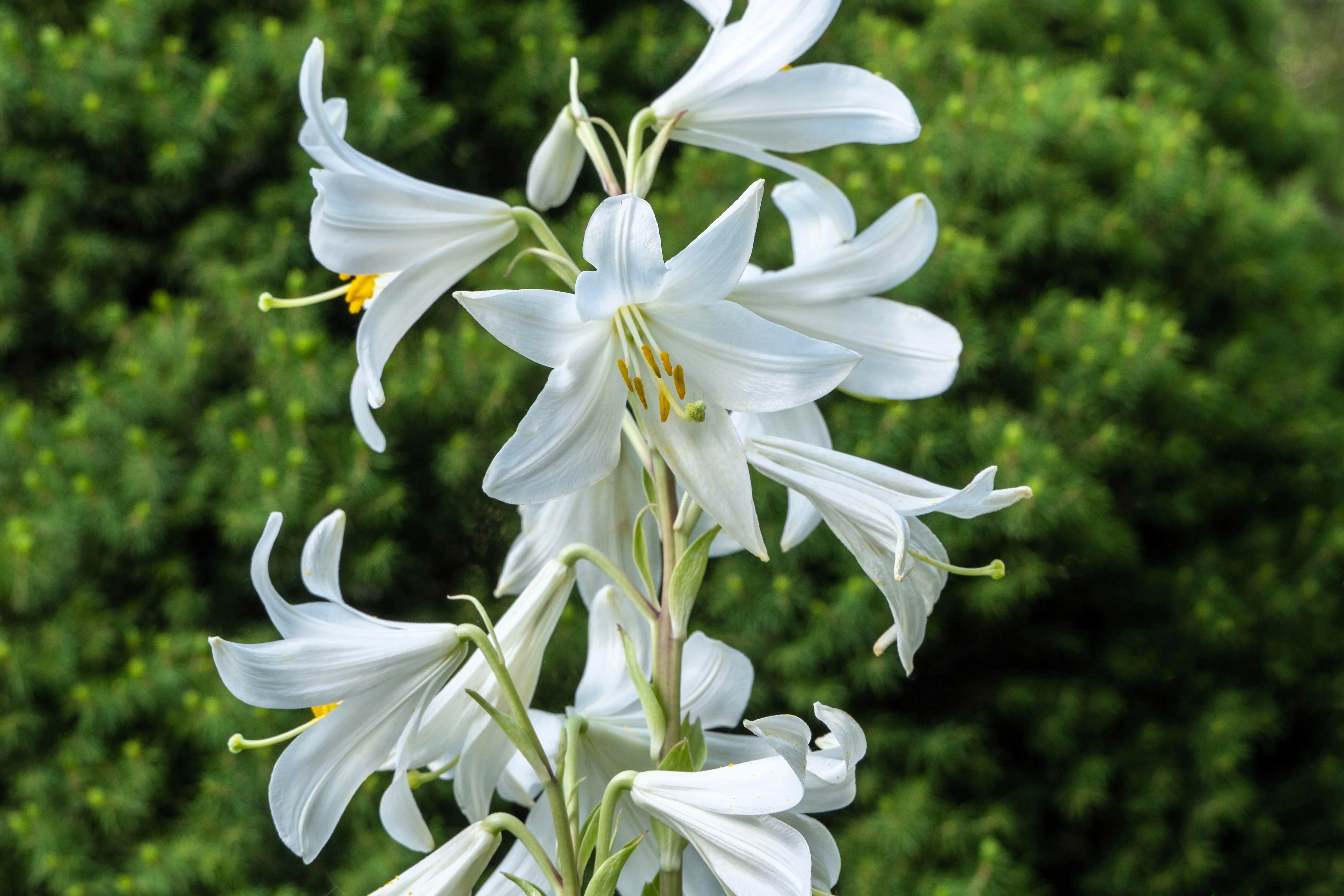 500 White PEACH LEAVED BELLFLOWER Campanula Persicifolia Flower Seeds - Image 8