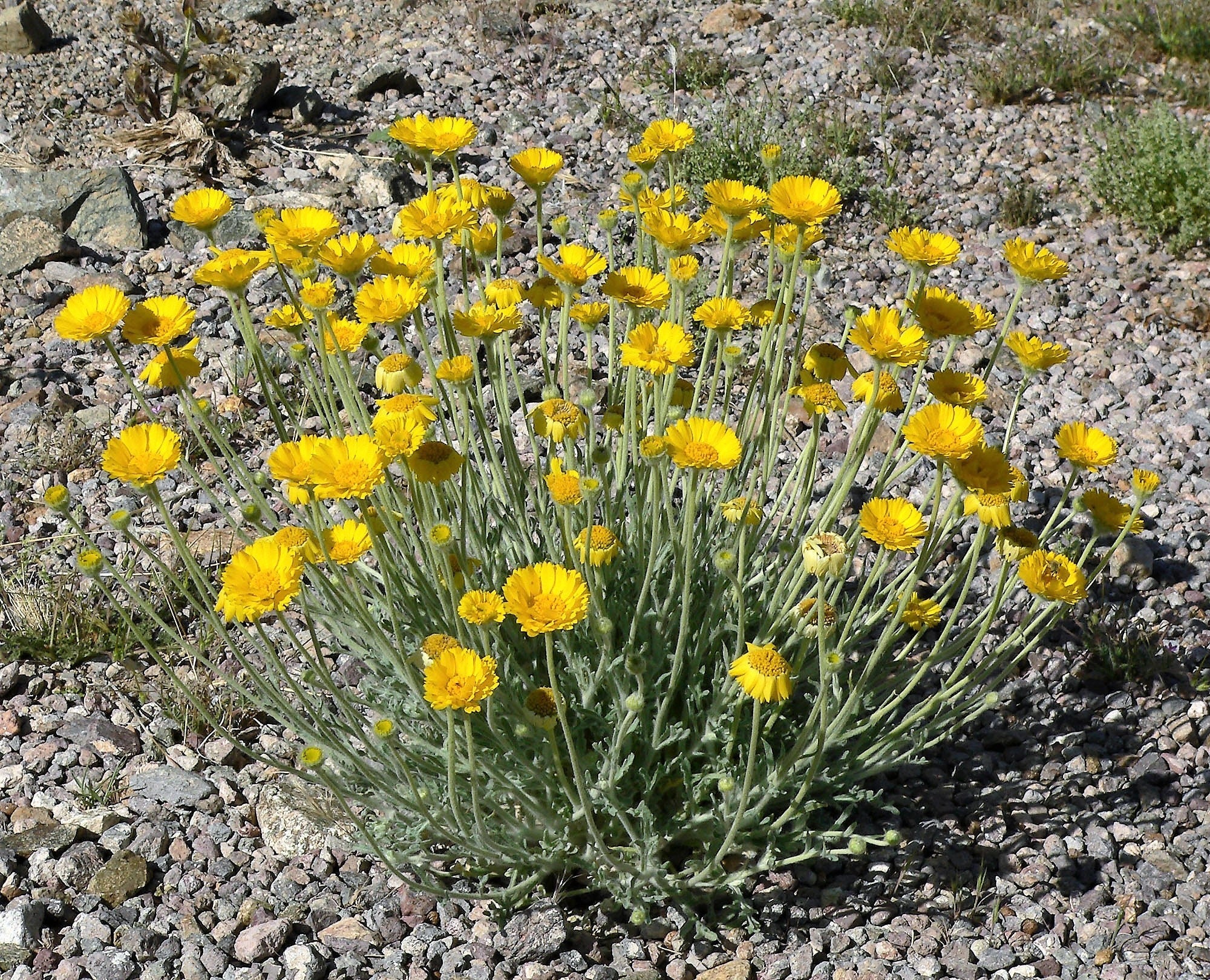 500 Yellow DESERT MARIGOLD Baileya Multiradiata Showy Drought Paper Daisy Flower Herb Seeds - Image 2