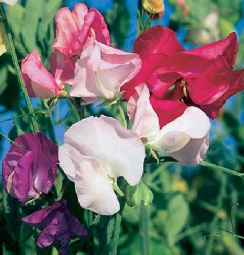 60 Mixed Colors SWEET PEA ROYAL Family Mix Lathyrus Odoratus Flower Vine Seeds - Image 6