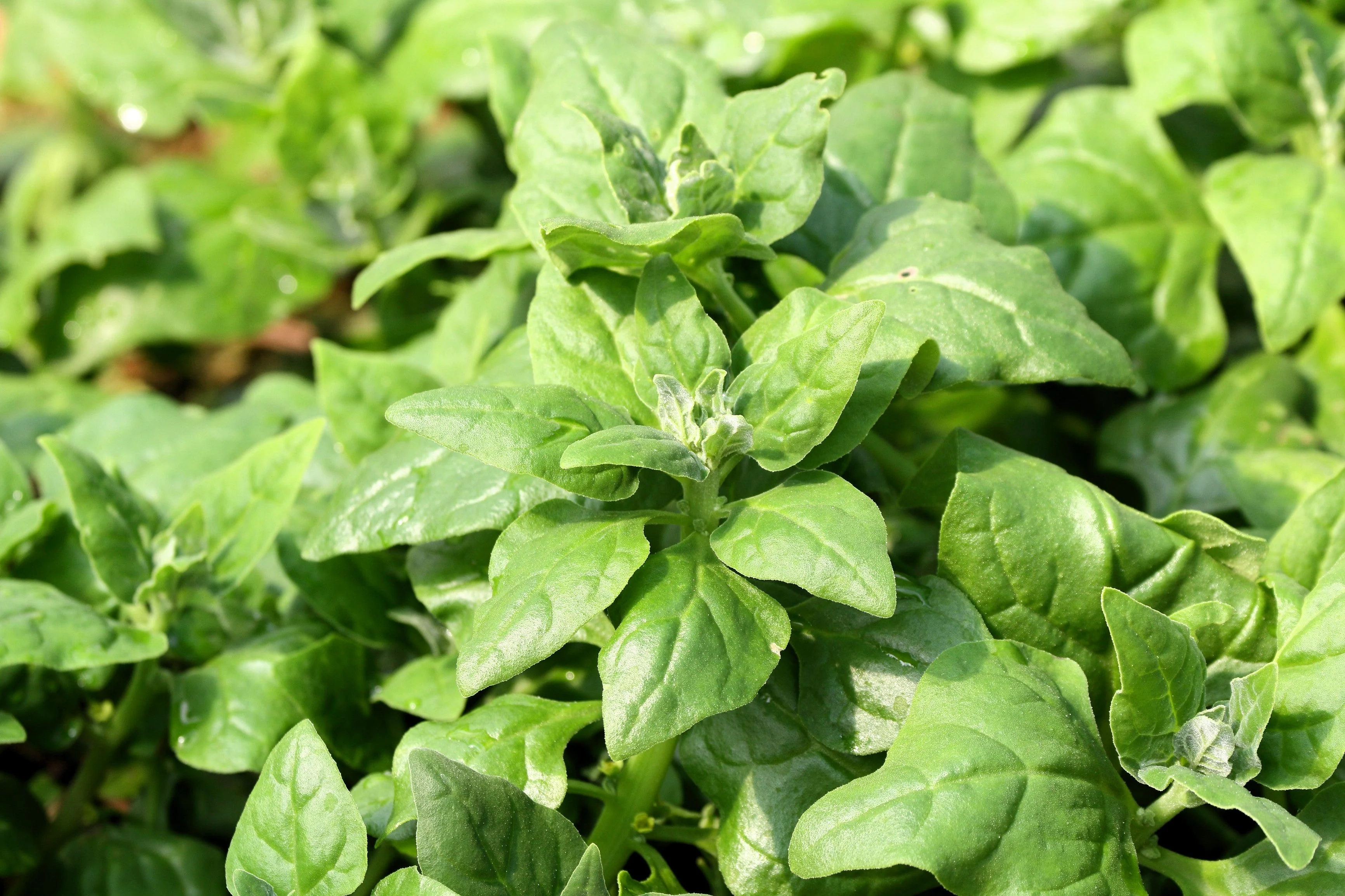 60 NEW ZEALAND SPINACH Tetragonia Tetragonioides Vegetable Greens Seeds - Image 11