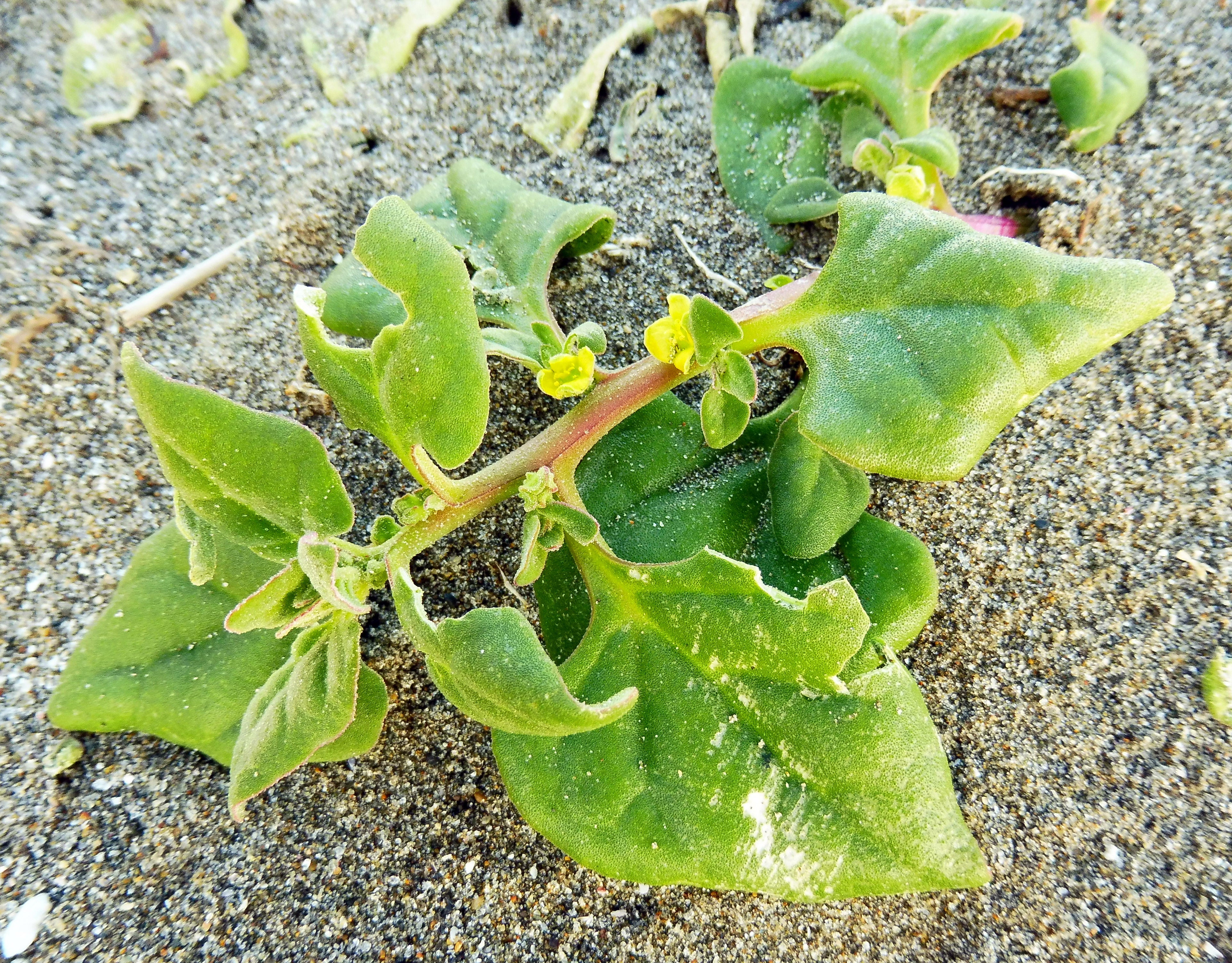60 NEW ZEALAND SPINACH Tetragonia Tetragonioides Vegetable Greens Seeds - Image 7