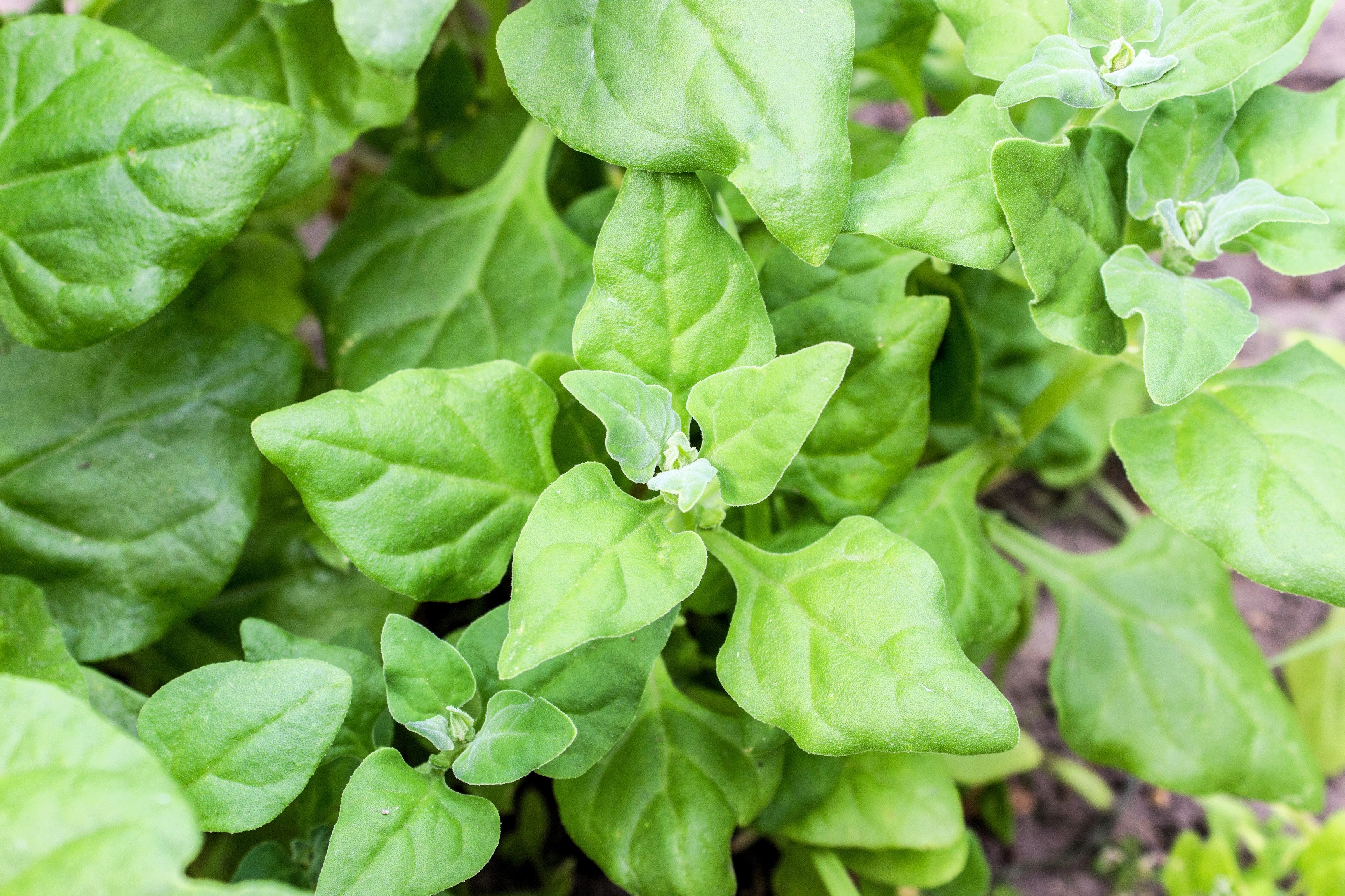 60 NEW ZEALAND SPINACH Tetragonia Tetragonioides Vegetable Greens Seeds - Image 8