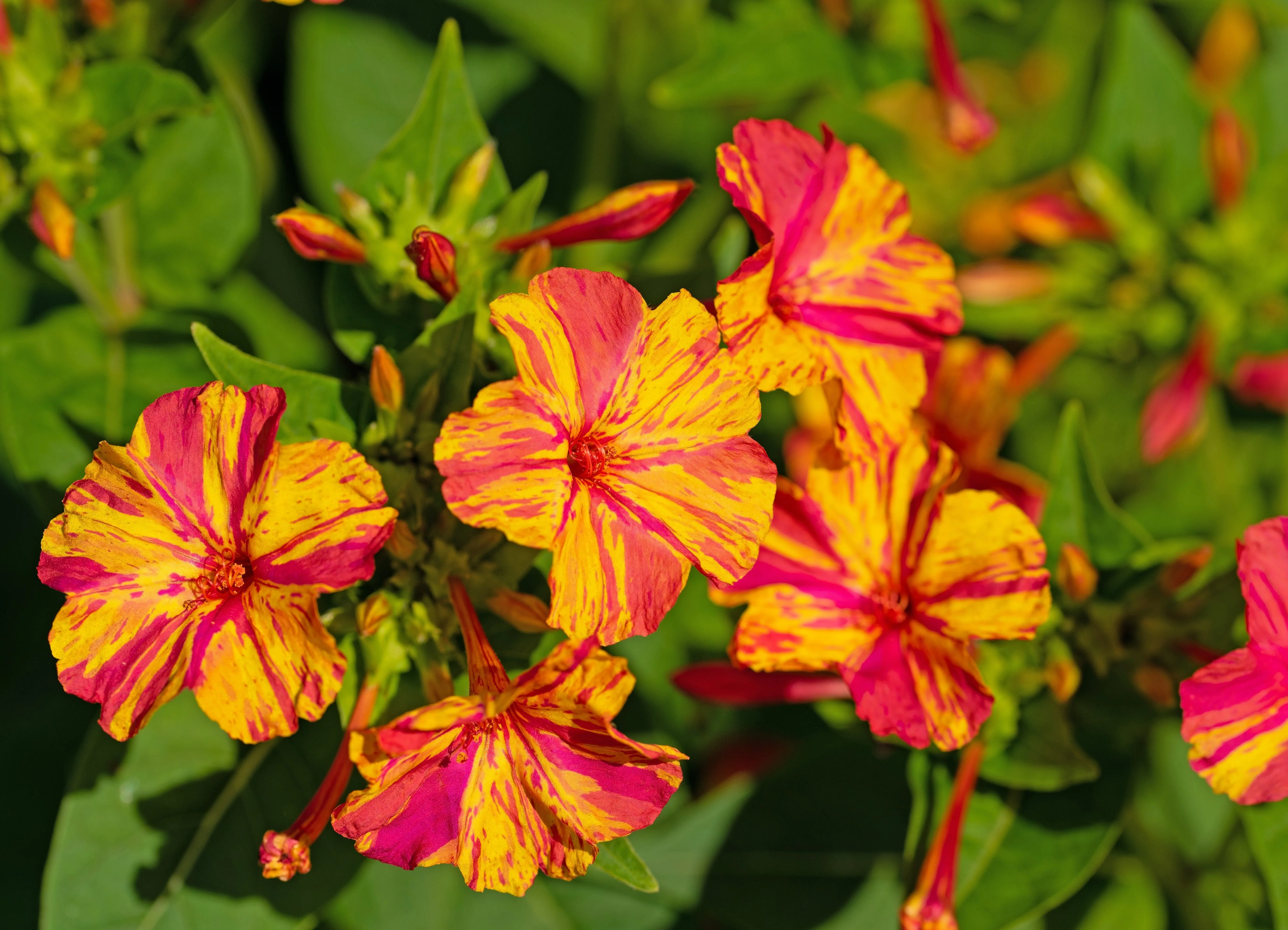 75 MIXED FOUR O CLOCK aka Marvel of Peru Mirabilis Jalapa Flower Seeds - Image 4