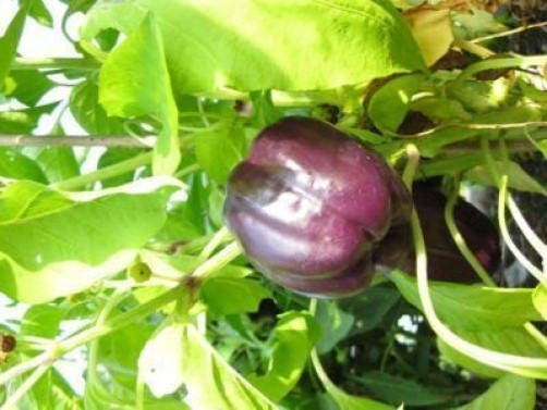 75 PURPLE BEAUTY PEPPER ( Sweet Mild Bell ) Capsicum Annuum Vegetable Seeds - Image 3
