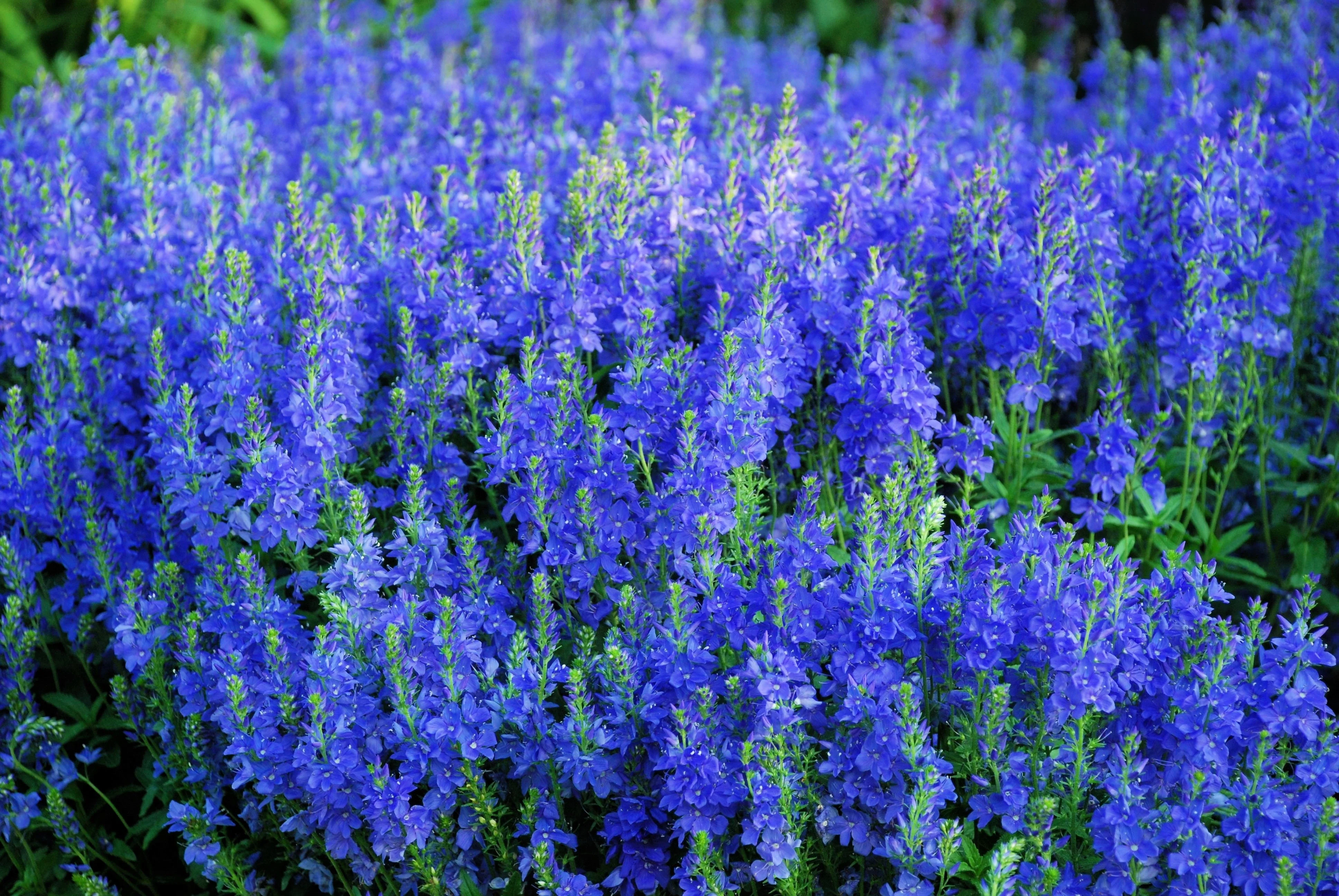 75 ROYAL BLUE SPEEDWELL Veronica Austriaca Teucrium Flower Seeds - Image 2