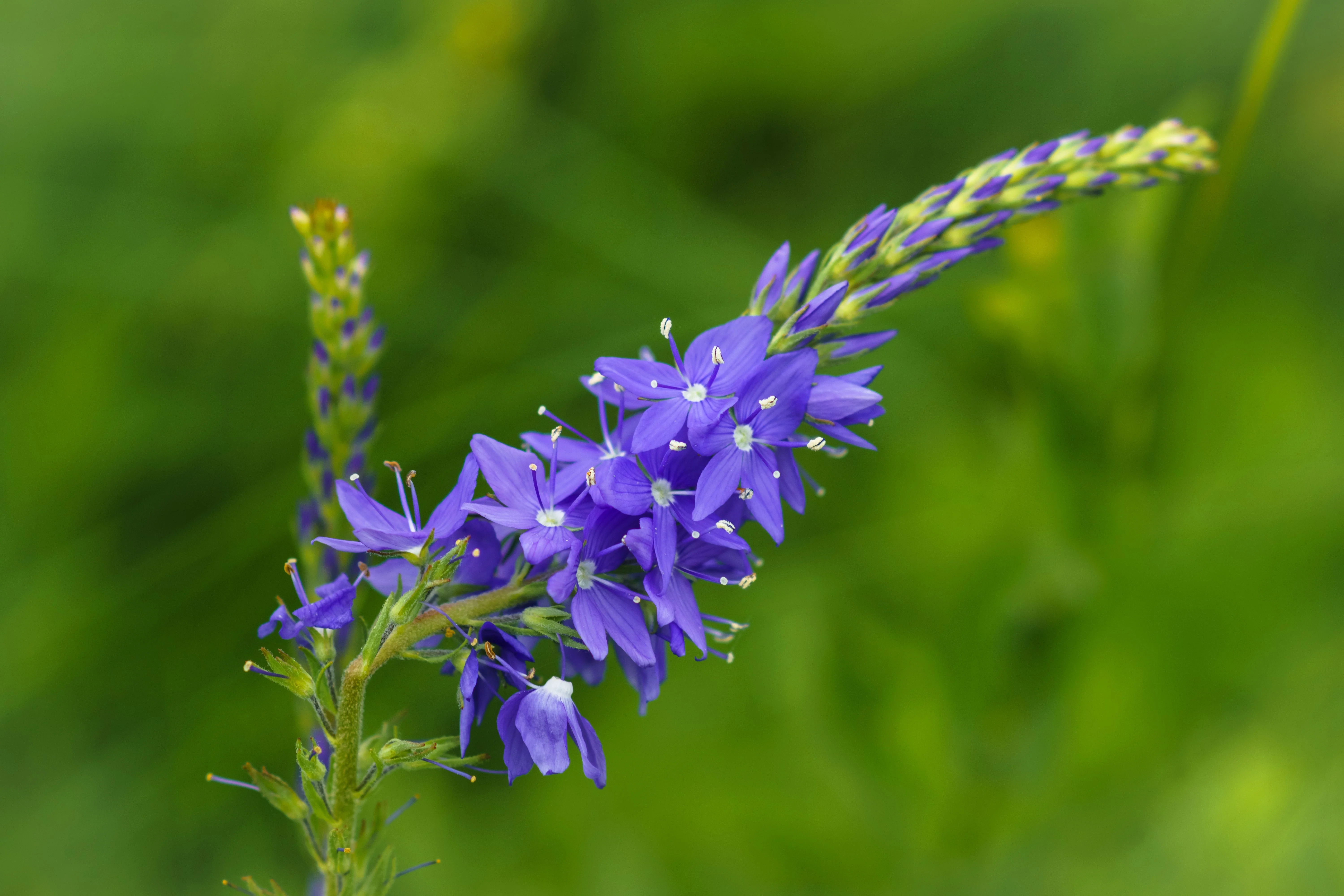 75 ROYAL BLUE SPEEDWELL Veronica Austriaca Teucrium Flower Seeds - Image 9