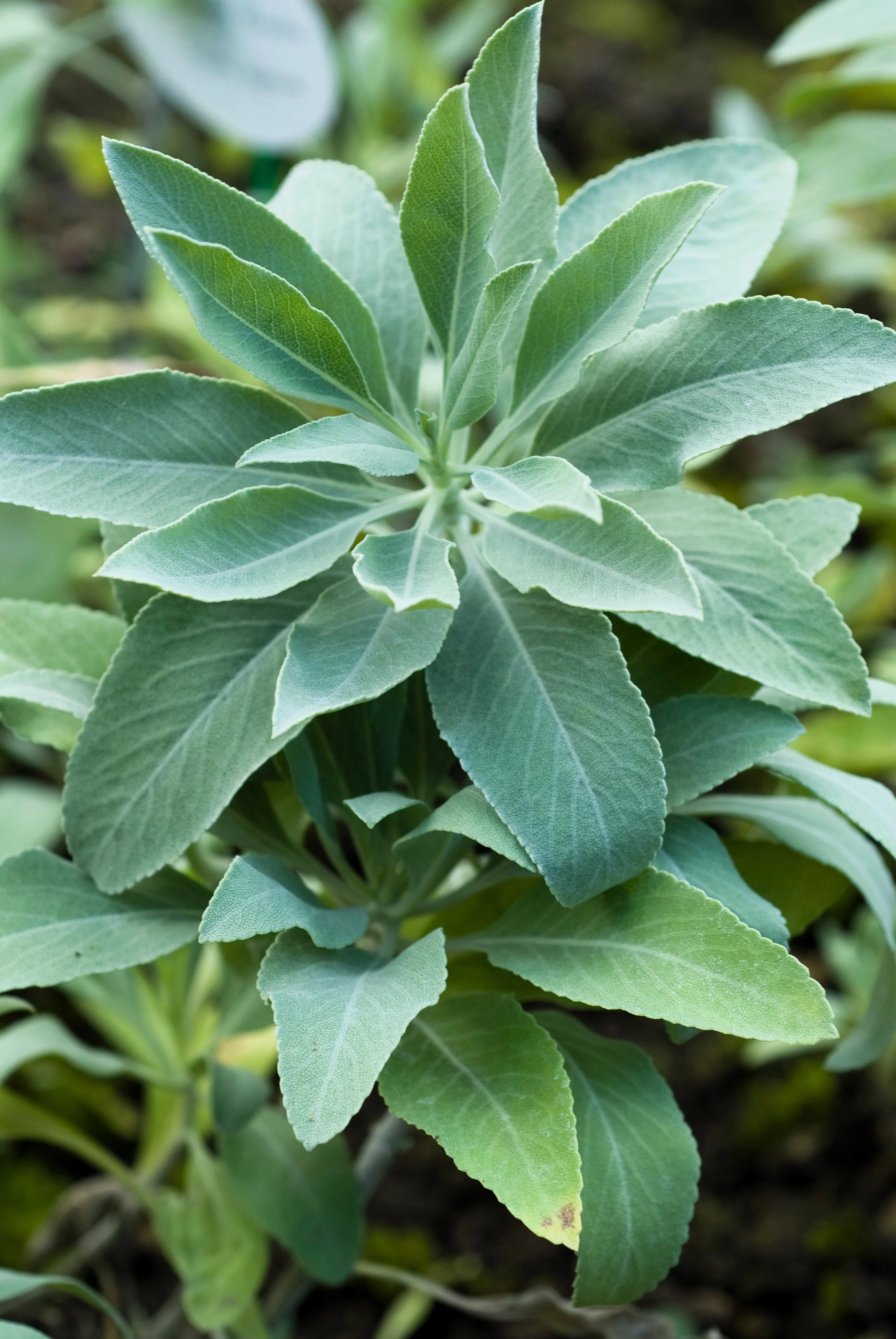75 Sacred California WHITE SAGE Salvia Apiana Shrub Silver Folliage Native Smudge Seeds - Image 5