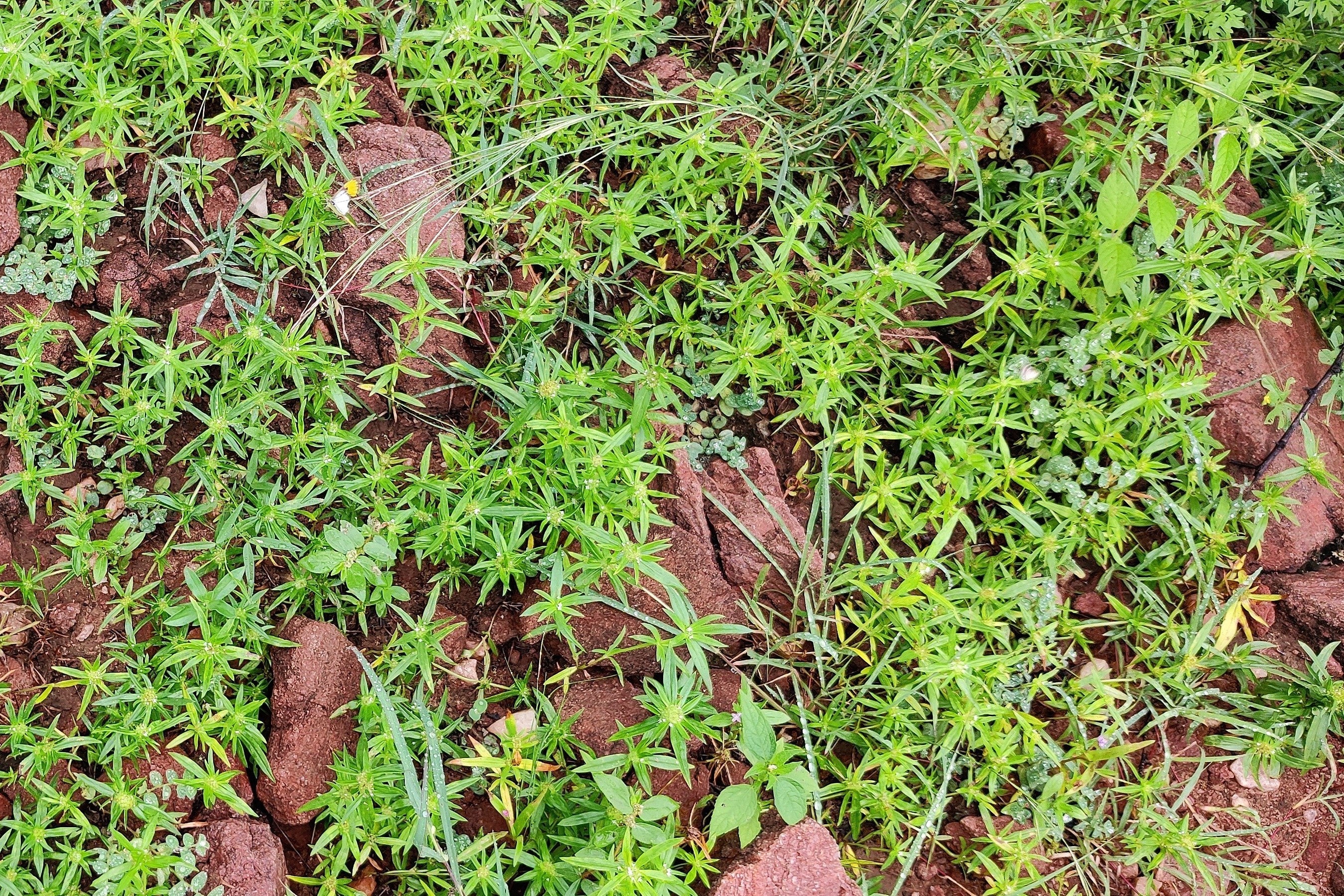75 SALTWORT Okahijiki Japanese Greens Salsola Komarovii Leaf Vegetable Seeds - Image 4
