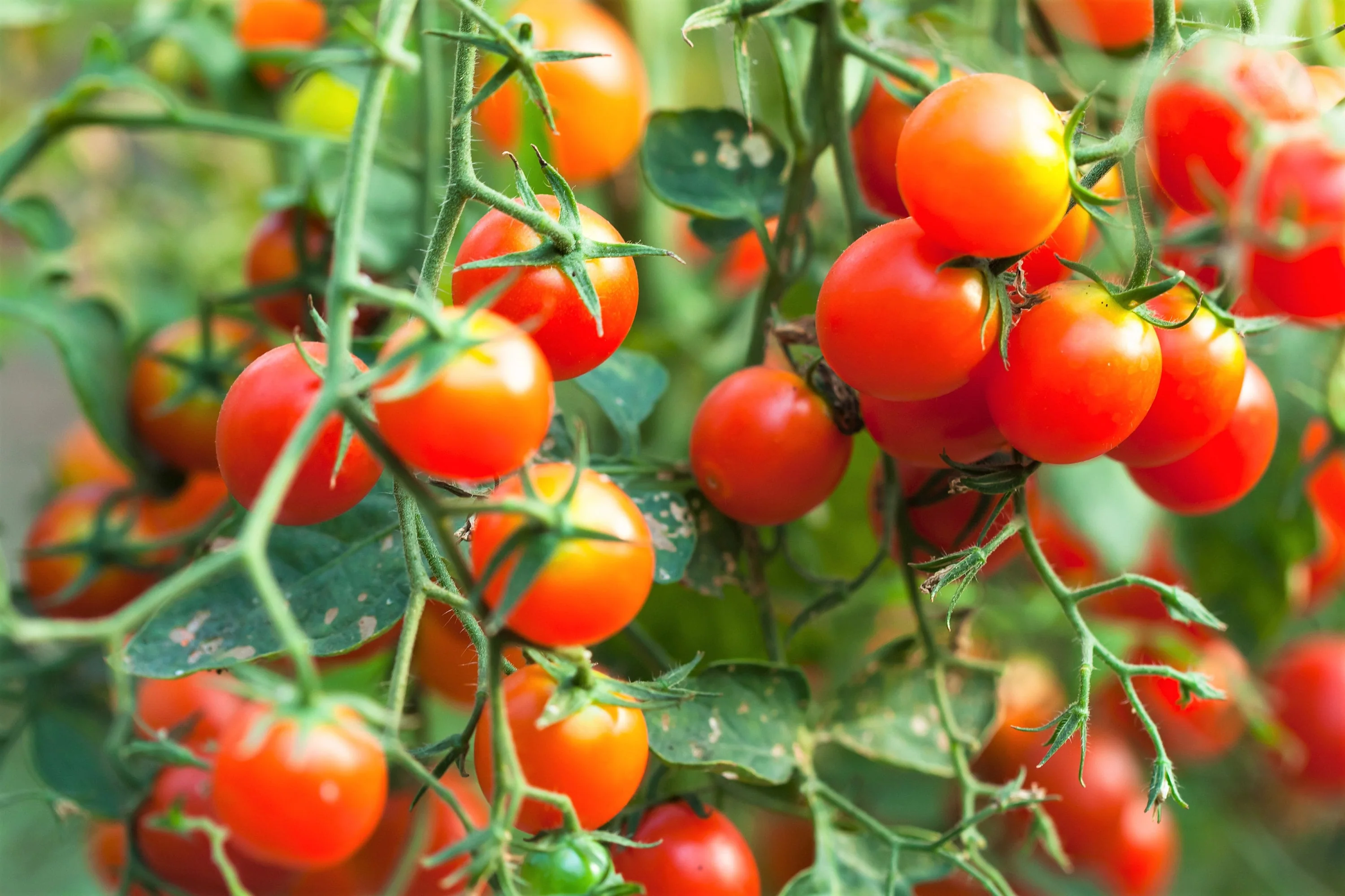 80 Sub ARCTIC PLENTY TOMATO Solanum Lycopersicum Red Determinate Heirloom Fruit Vegetable Seeds - Image 3