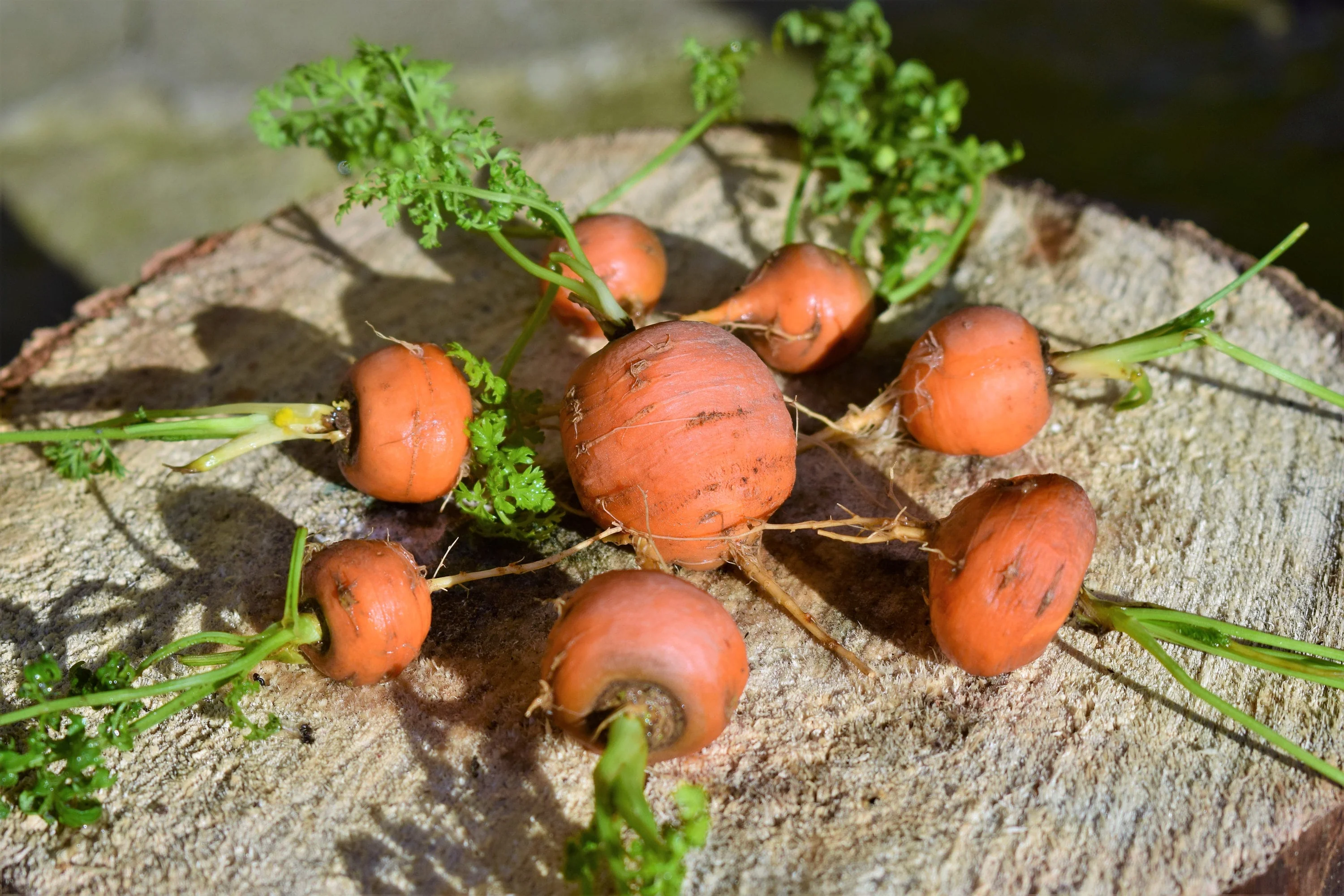 800 PARISIAN CARROT Parisienne Carrot Daucas Carota Sativus Orange Vegetable Seeds - Image 7