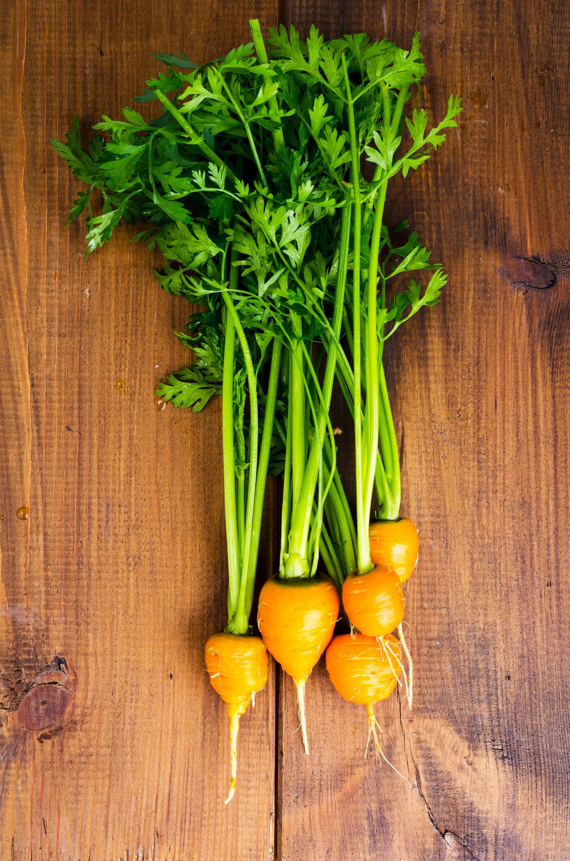 800 PARISIAN CARROT Parisienne Carrot Daucas Carota Sativus Orange Vegetable Seeds - Image 8