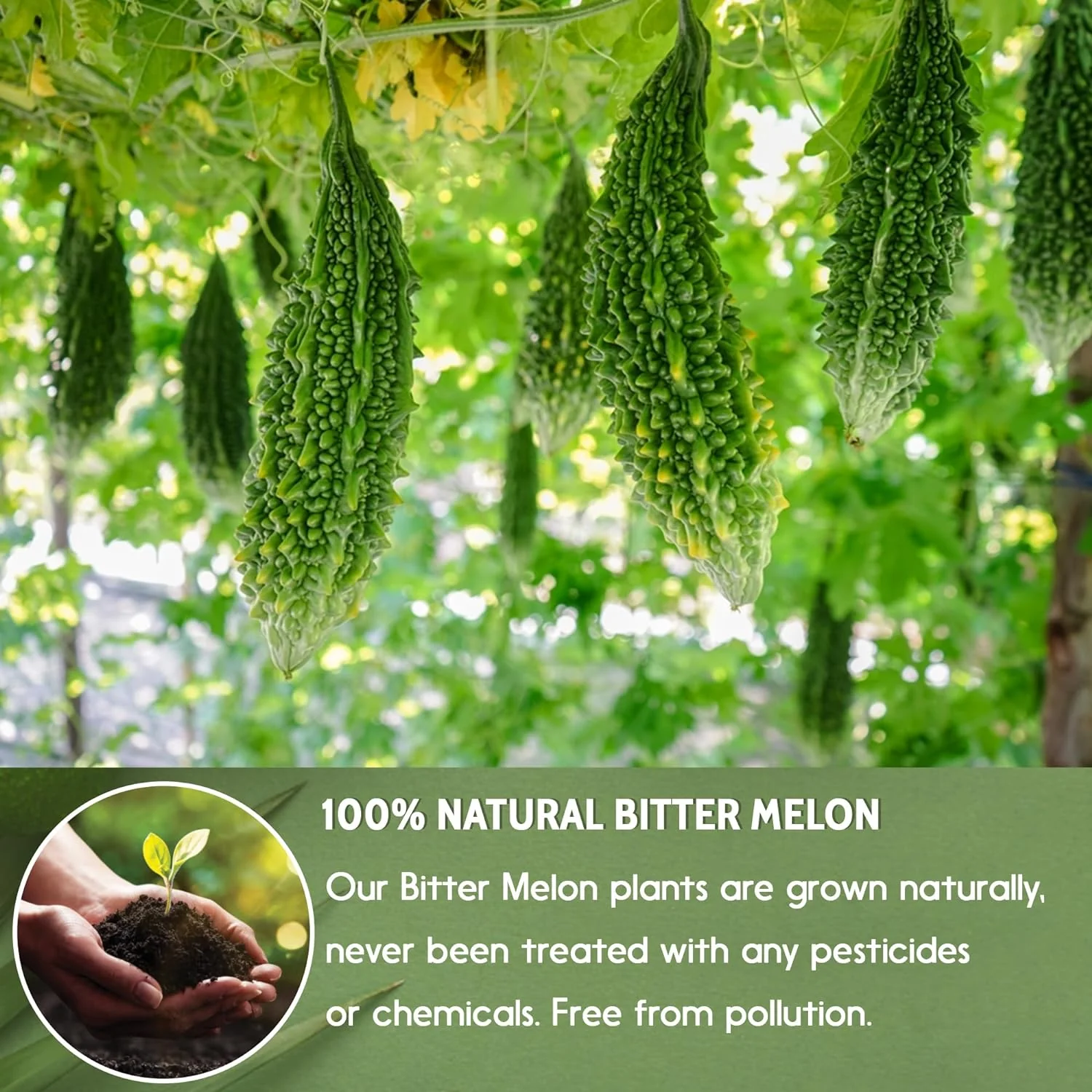 Bitter Melon Tea Bags, 100% Natural, Pure Bitter Melon. Bitter Melon Herbal Tea. Bitter Melon Fruit Tea. No Sugar, No Caffeine, No Gluten, Vegan - Image 5