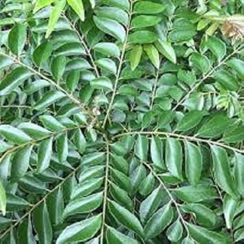 Curry Leaf Plant Seeds for Planting -Heirloom & Non-GMO Garden Seeds - Image 4